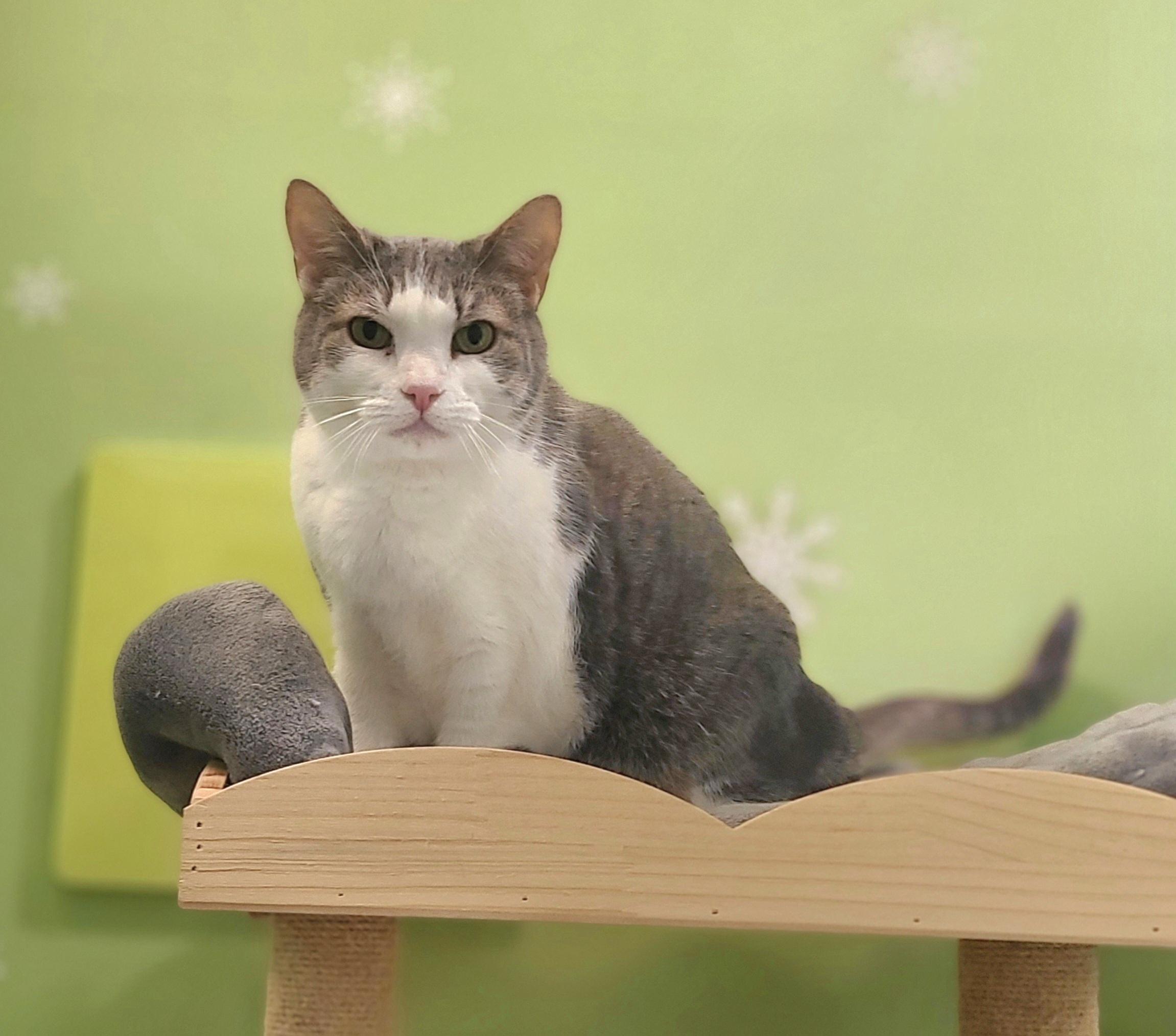 Cassiopeia , Adoptable, Adult Female Domestic Short Hair.