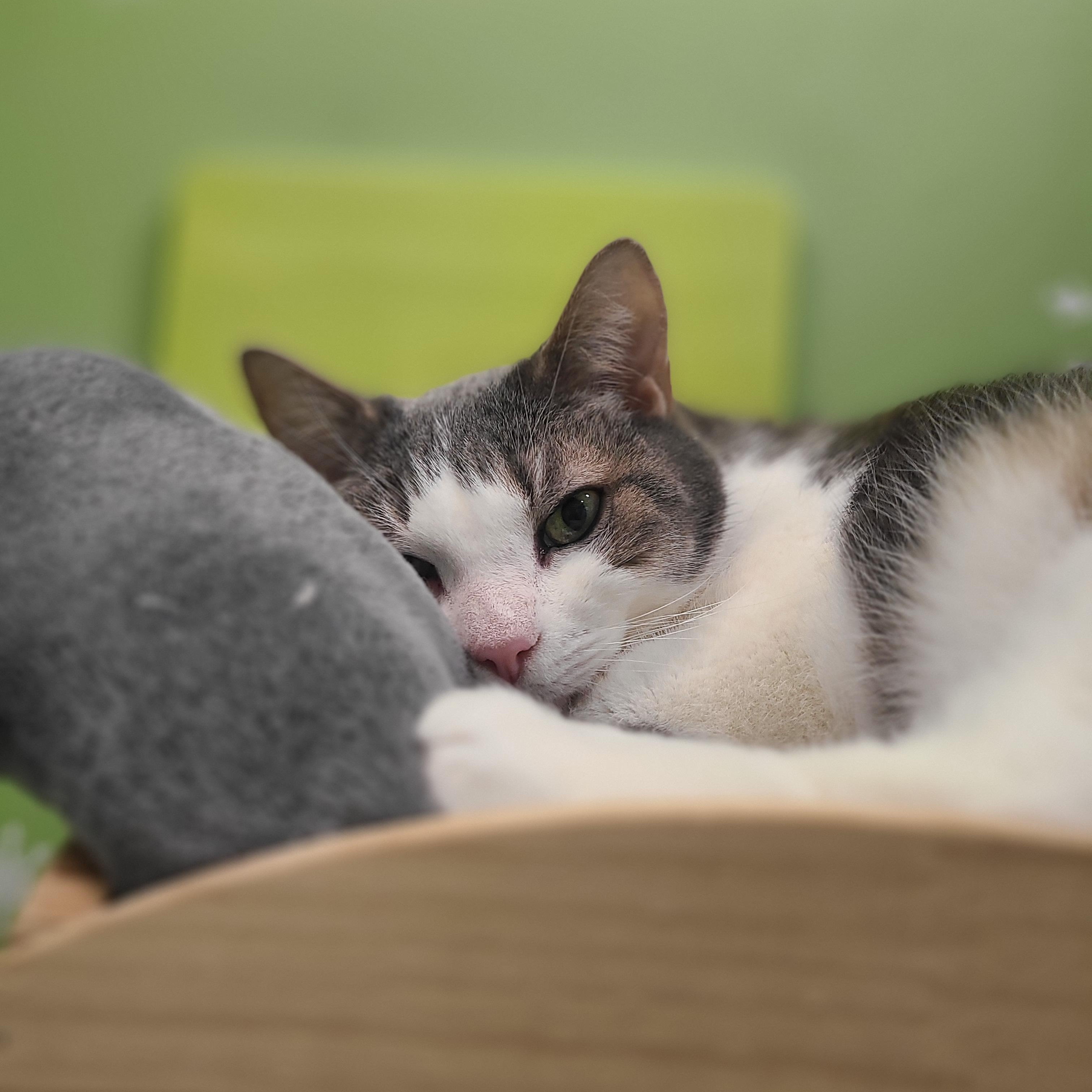 Cassiopeia , a Adoptable Domestic Short Hair in Kirkland, WA image 3/5