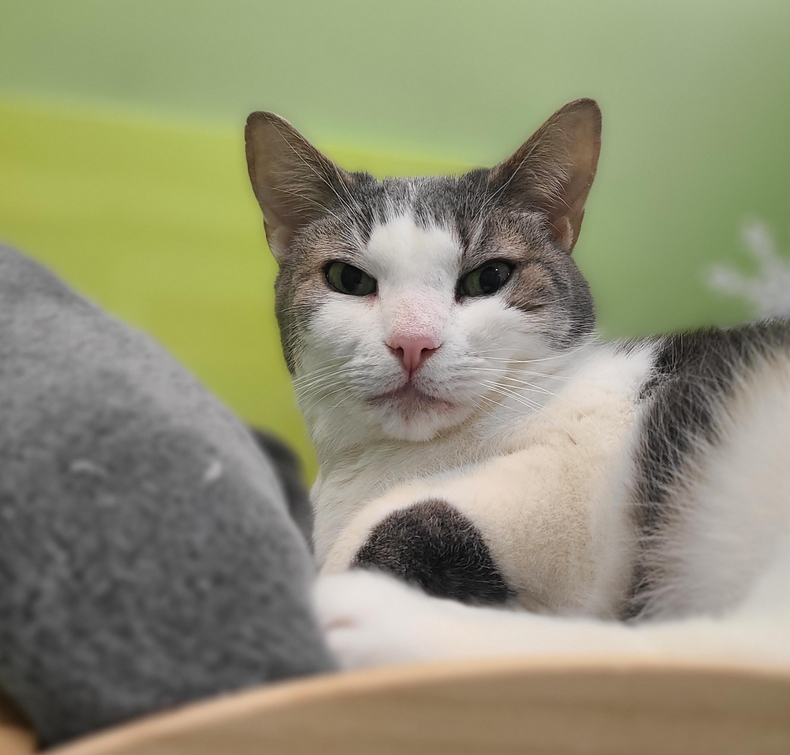 Cassiopeia , Adoptable, Adult Female Domestic Short Hair.