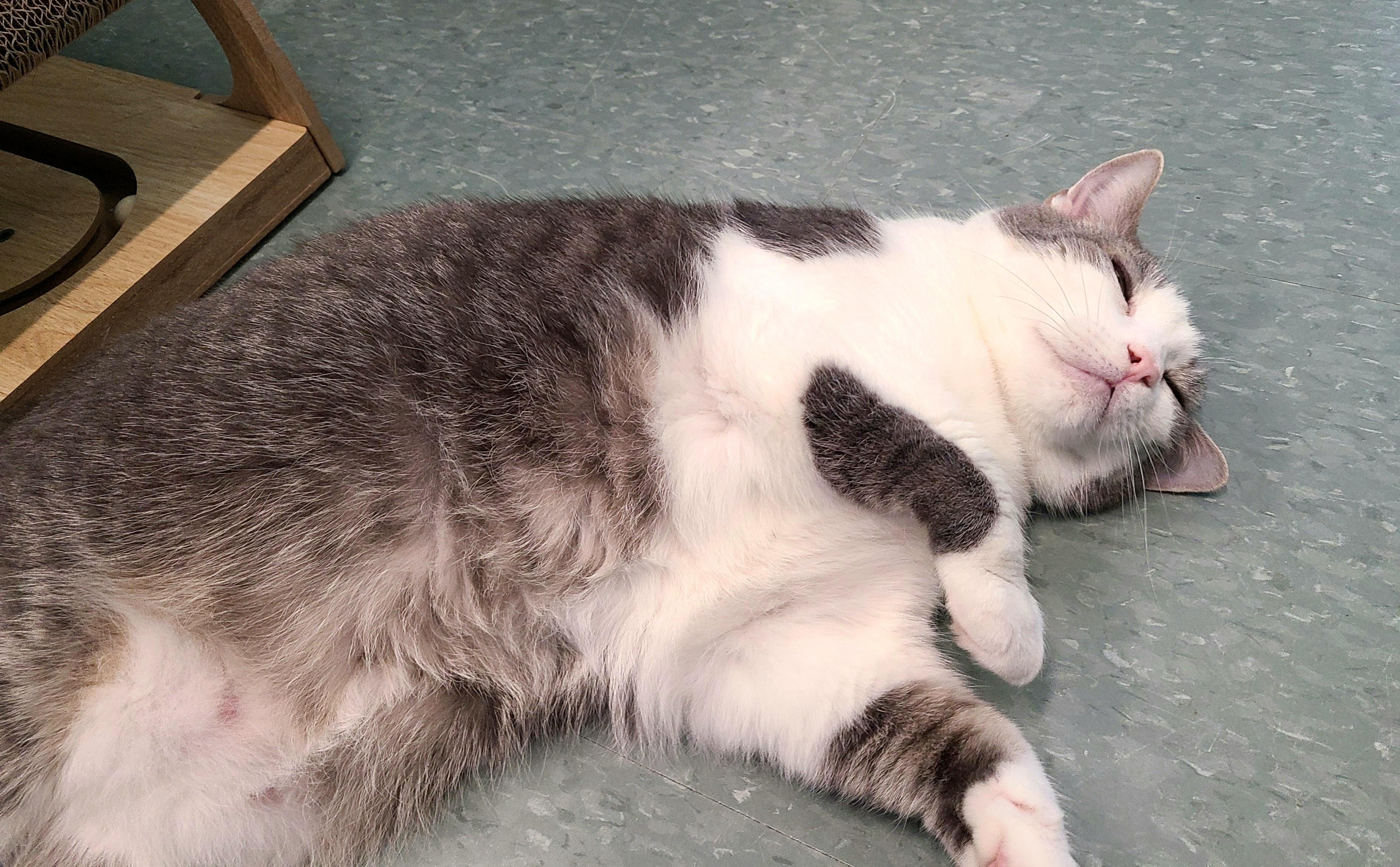 Enlarge Cassiopeia , a Adoptable Domestic Short Hair in Kirkland, WA image 2/5