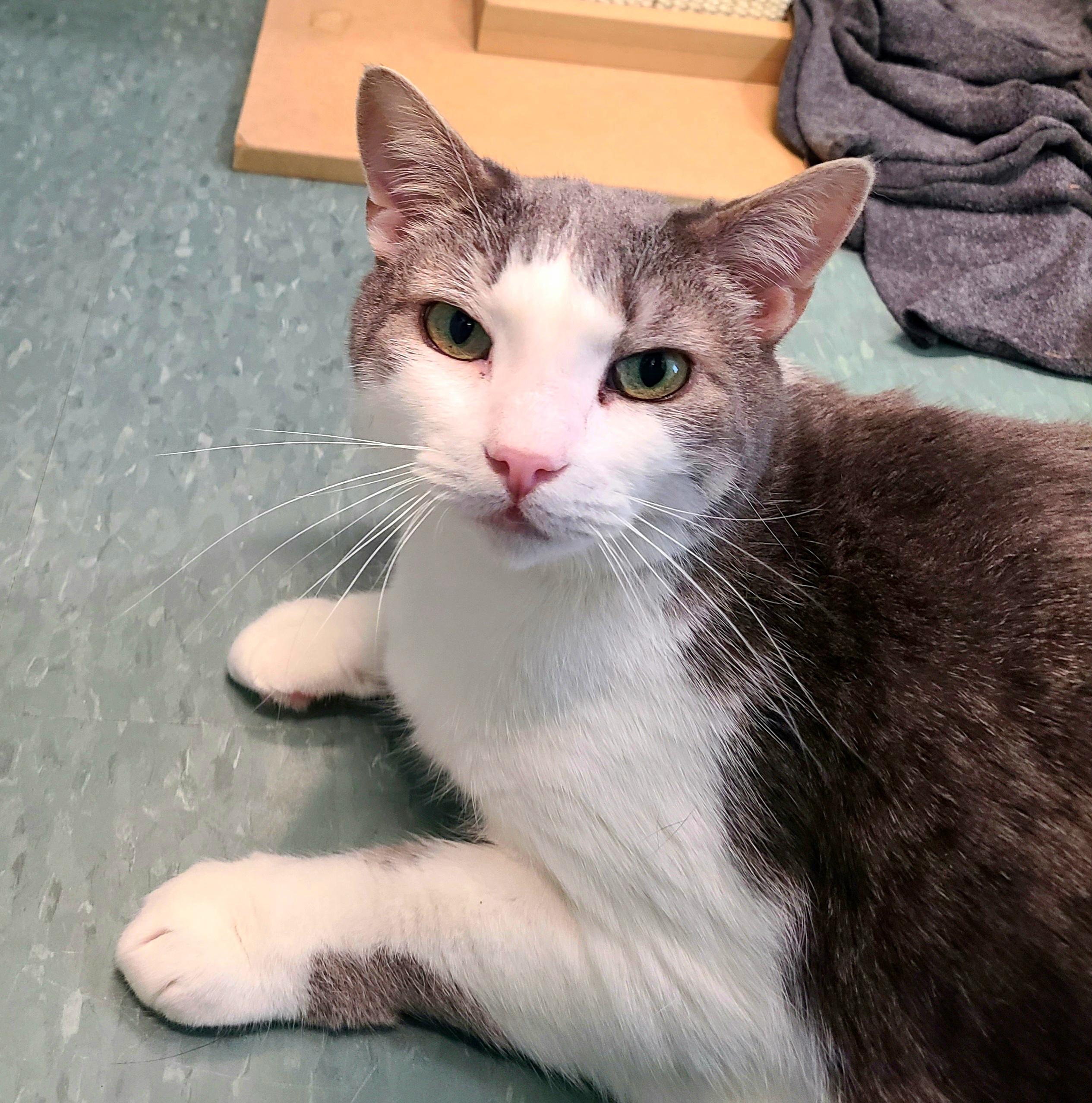Enlarge Cassiopeia , a Adoptable Domestic Short Hair in Kirkland, WA image 1/5