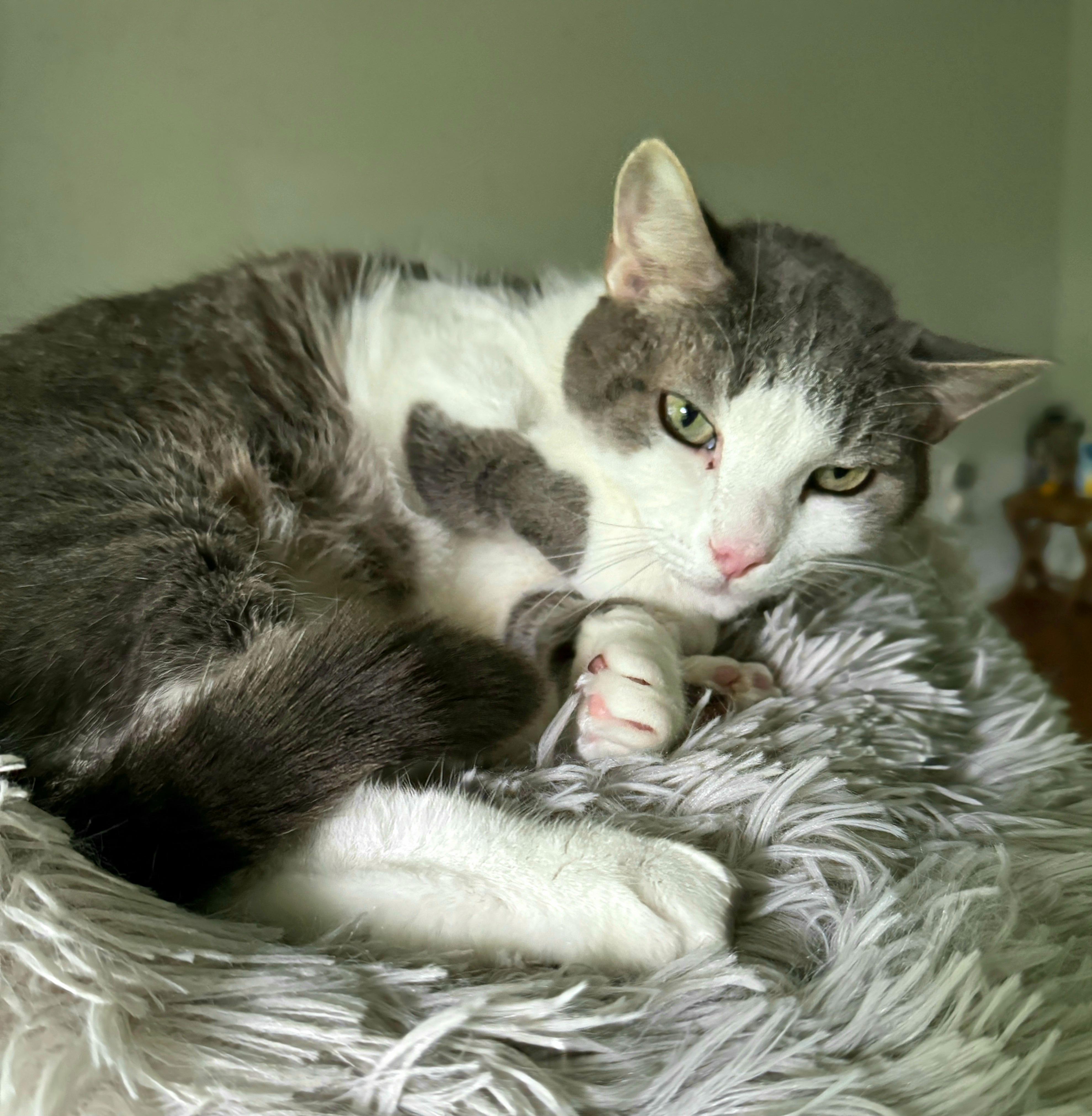 Cassiopeia (available from foster), Adoptable, Adult Female Domestic Short Hair.