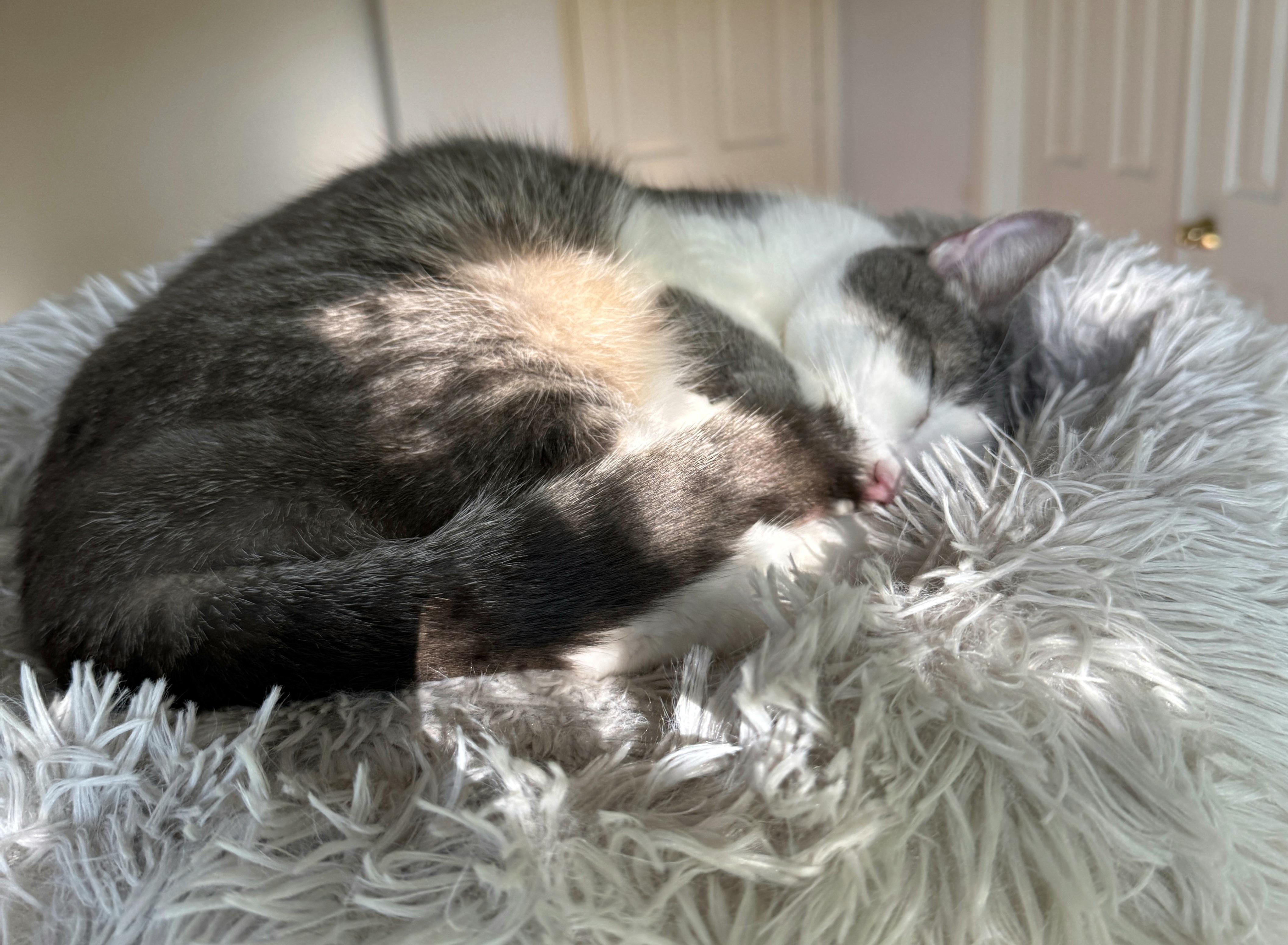 Cassiopeia (available from foster), a Adoptable Domestic Short Hair in Kirkland, WA image 2/3