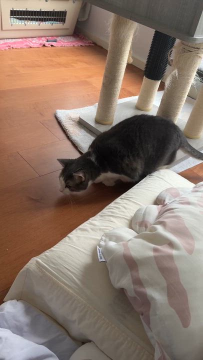 Enlarge Cassiopeia (available from foster), a Adoptable Domestic Short Hair in Kirkland, WA video 4/4