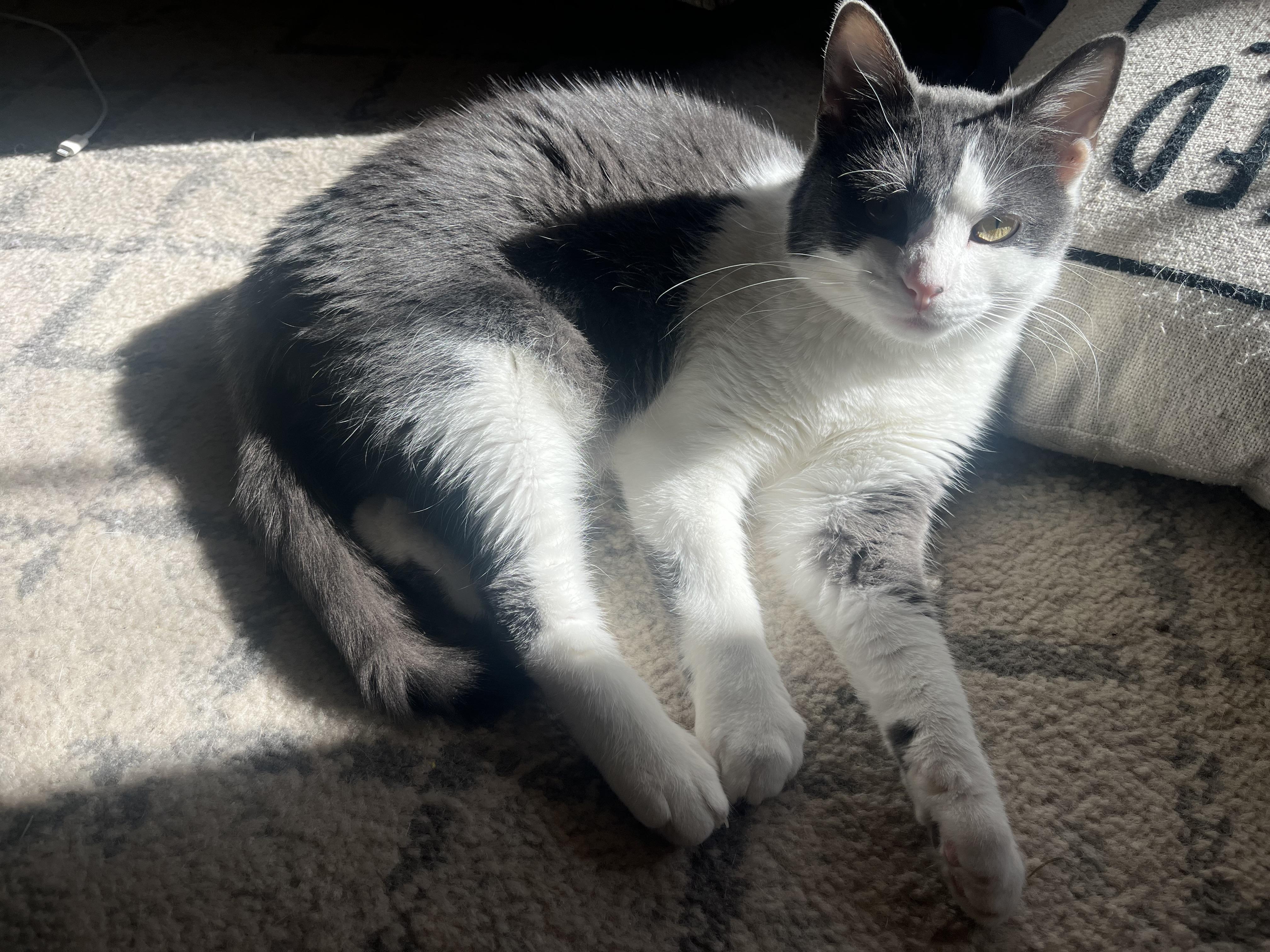 Enlarge Noble, a Adoptable Domestic Short Hair in Madison, WI image 2/6