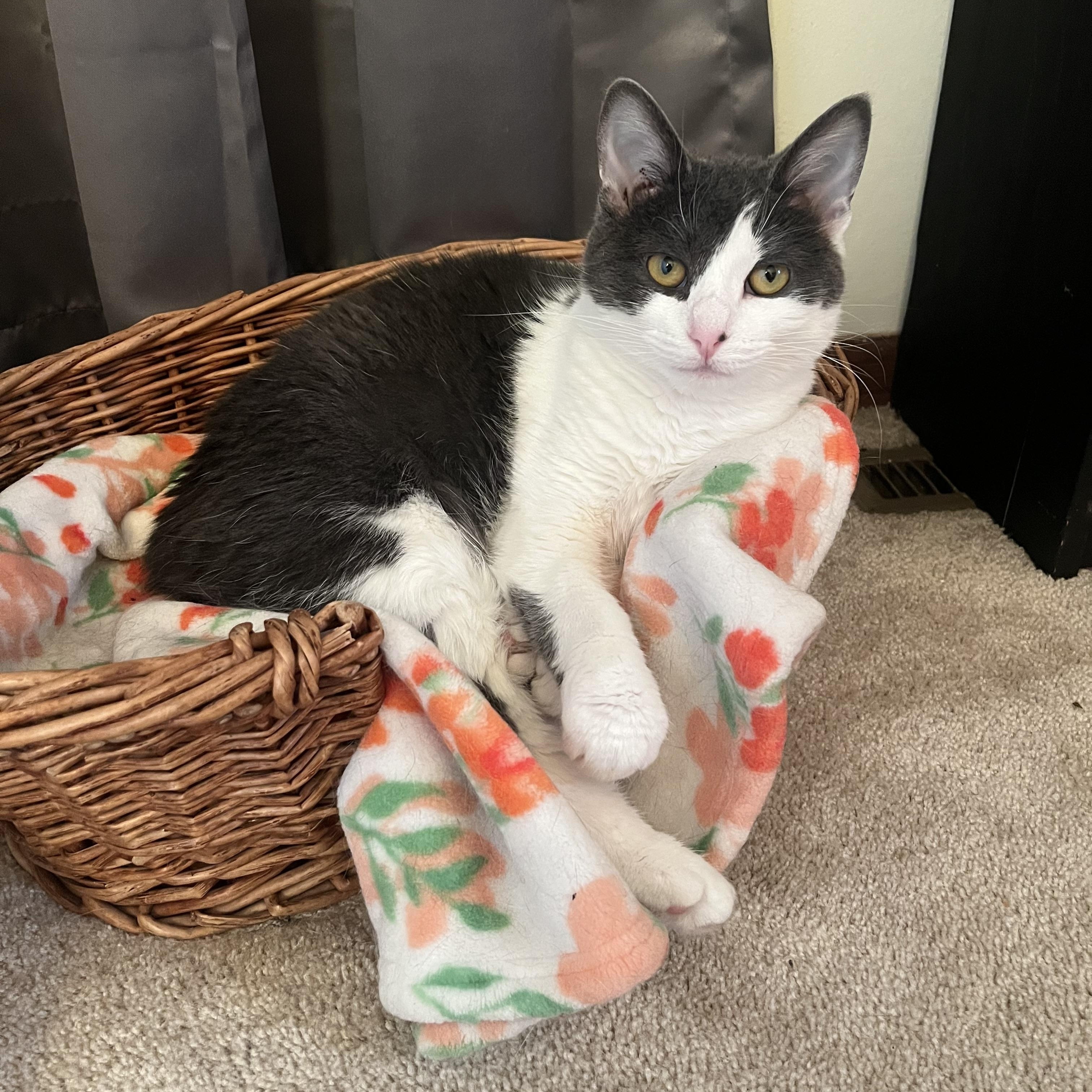 Enlarge Noble, a Adoptable Domestic Short Hair in Madison, WI image 1/6