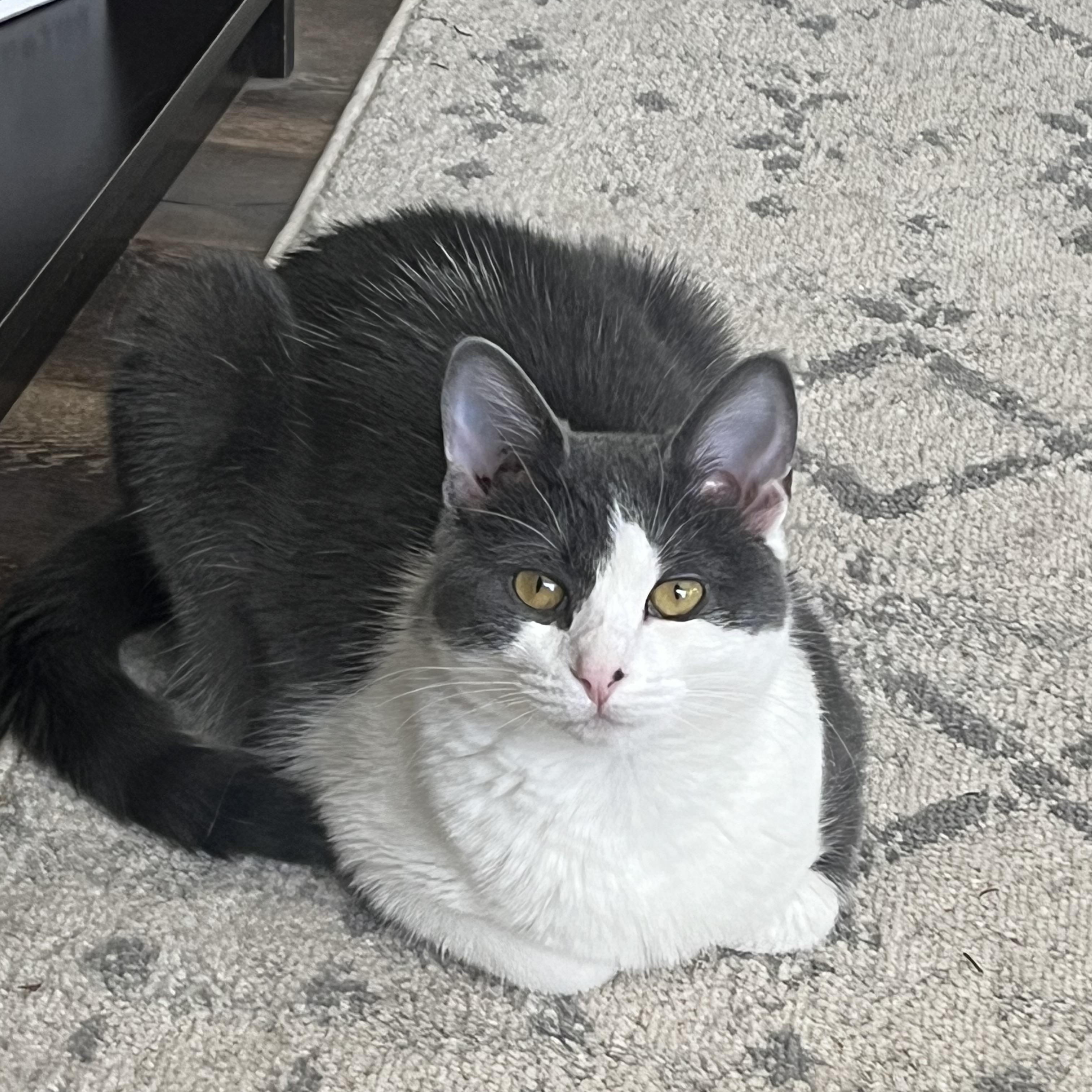 Enlarge Noble, a Adoptable Domestic Short Hair in Madison, WI image 6/6