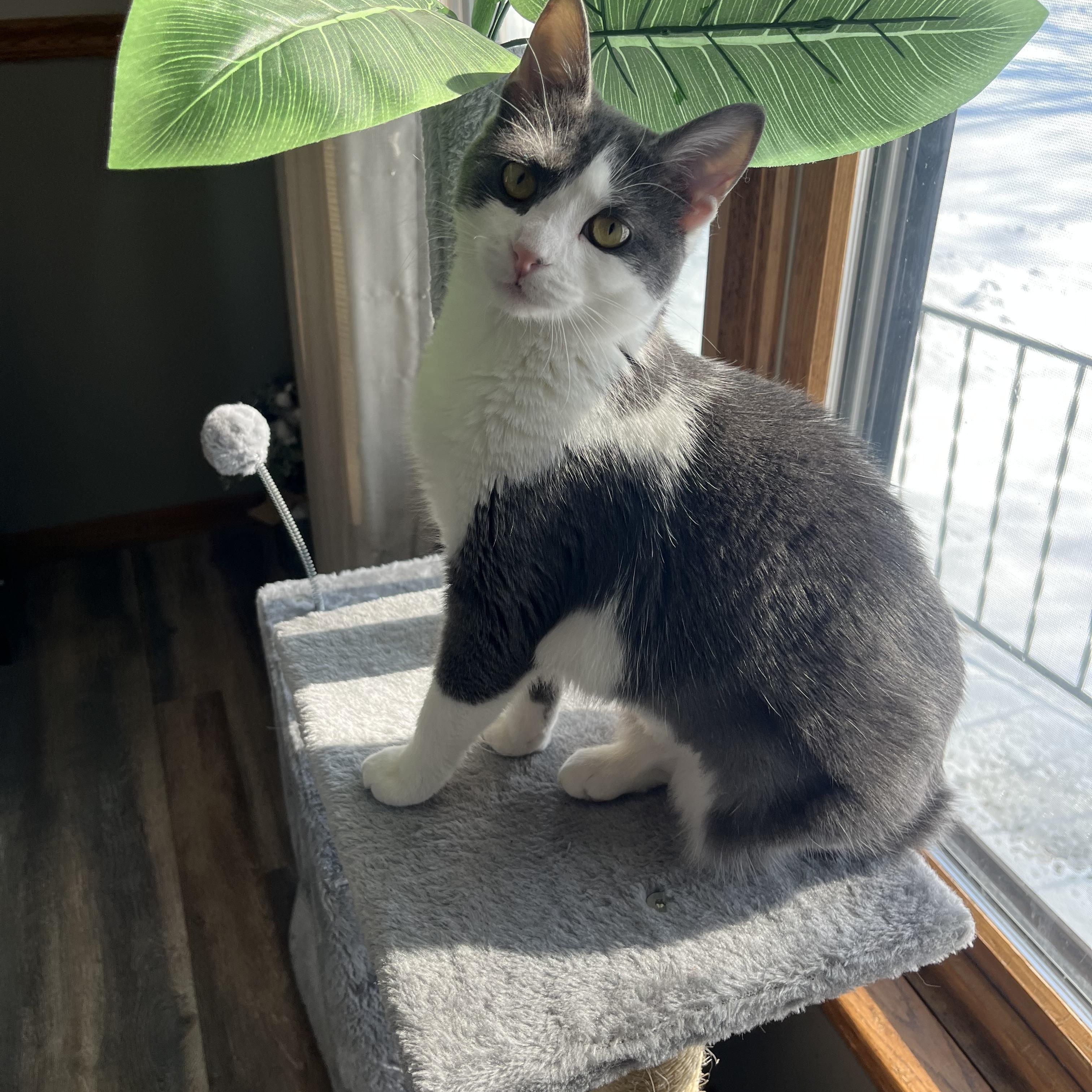 Enlarge Noble, a Adoptable Domestic Short Hair in Madison, WI image 5/6