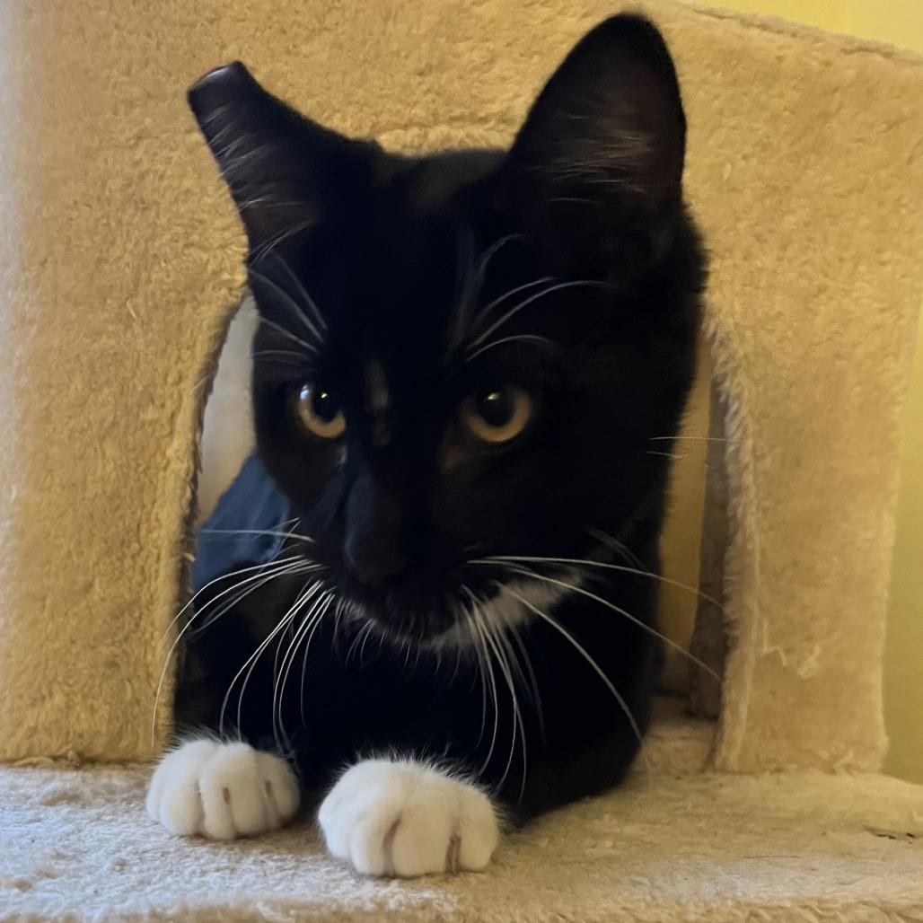 Enlarge Chalupa, a Adoptable Domestic Short Hair in Santa Rosa, CA image 2/3