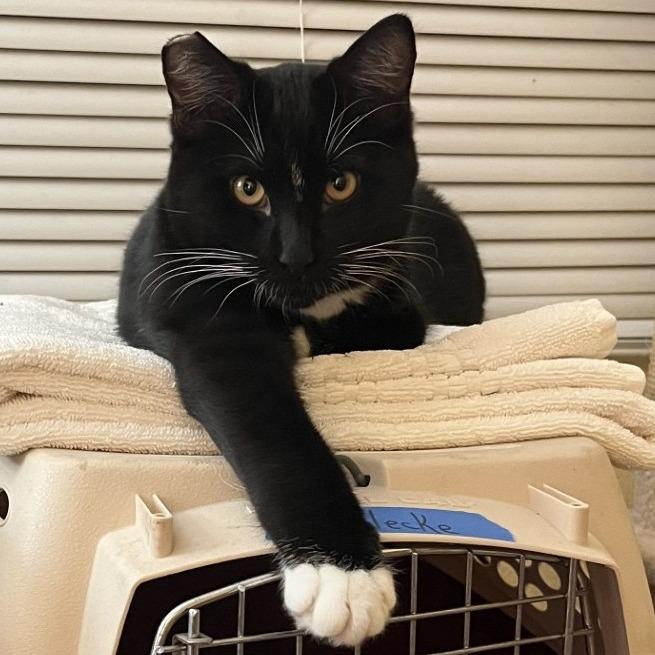 Enlarge Chalupa, a Adoptable Domestic Short Hair in Santa Rosa, CA image 3/3