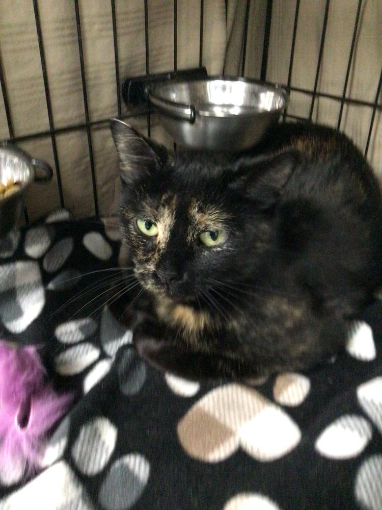 Enlarge Annie, a Adoptable Domestic Short Hair in Logansport , IN image 1/1