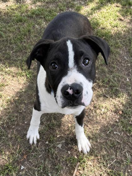 Enlarge Anchovy, a ADOPTABLE mixed breed in Inverness, FL image 1/1