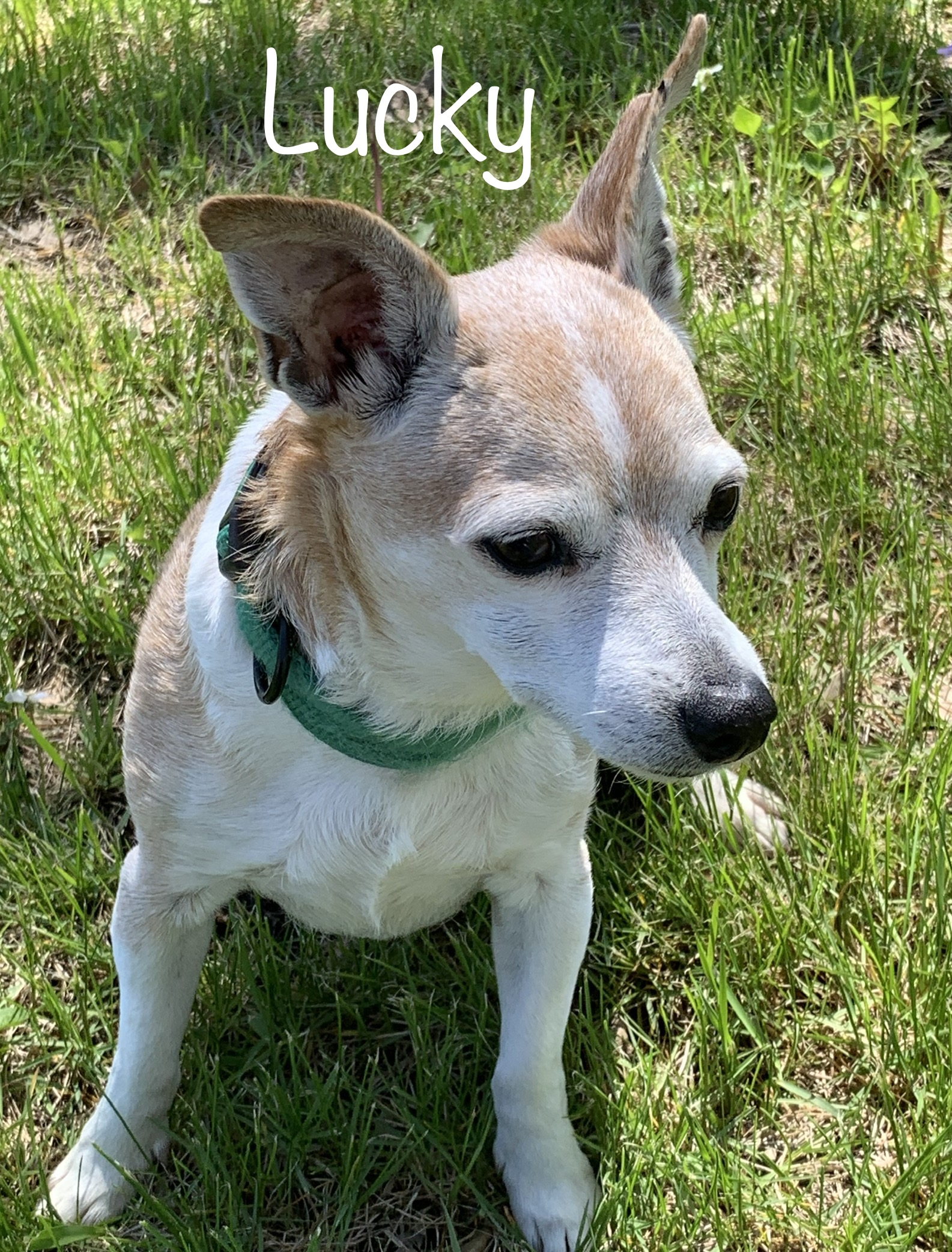 Lucky - OK, adoptable, Senior Male Dachshund & Chihuahua.
