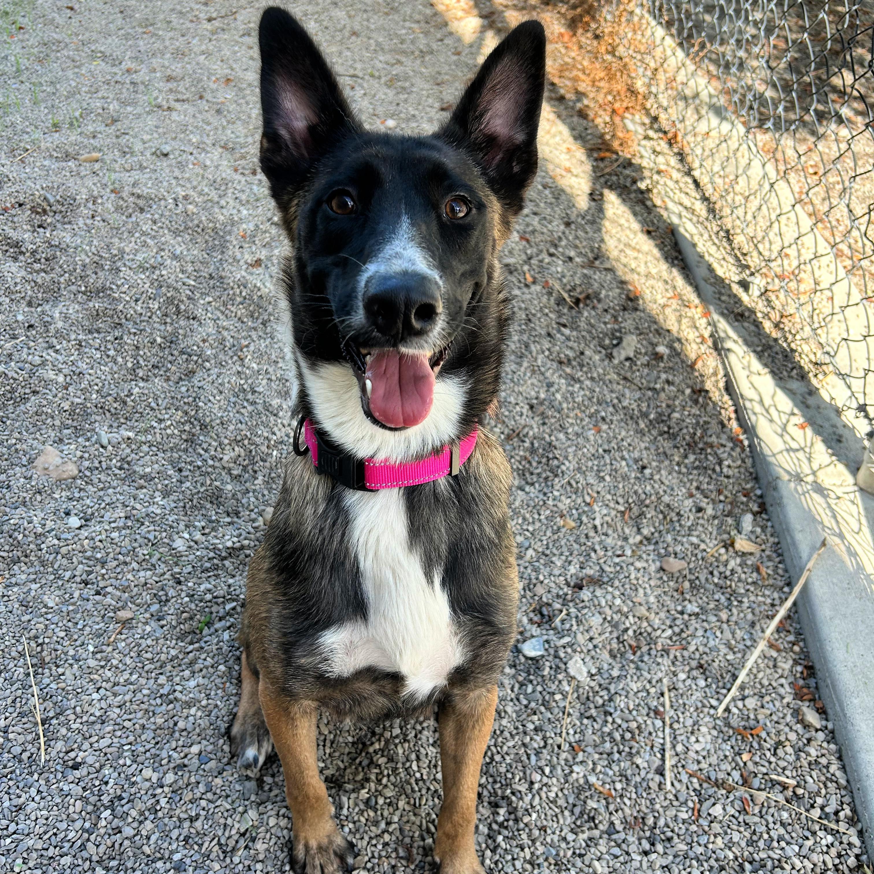 Enlarge Dolly, a Adoptable mixed breed in Lindon, UT image 4/5