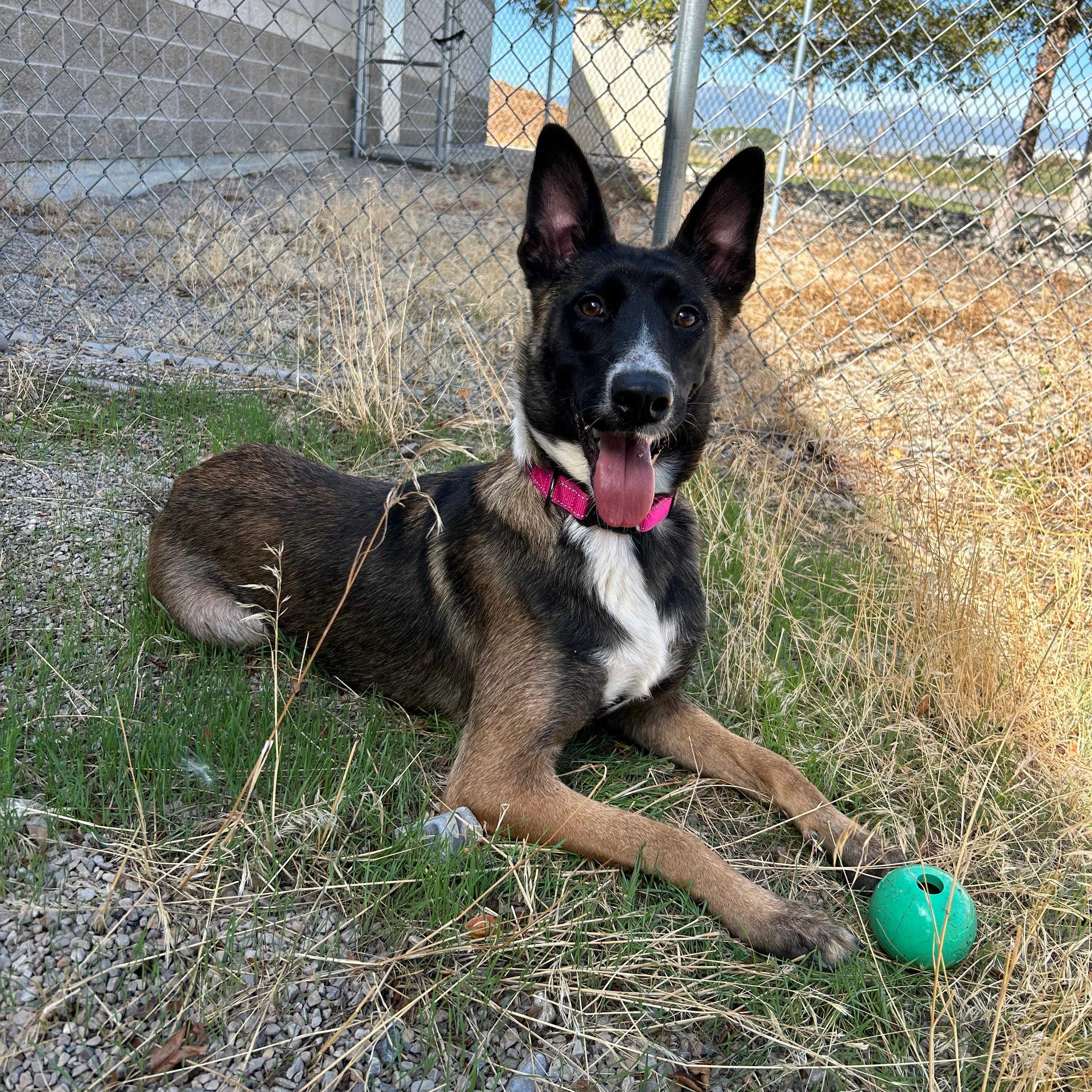 Enlarge Dolly, a Adoptable mixed breed in Lindon, UT image 3/5