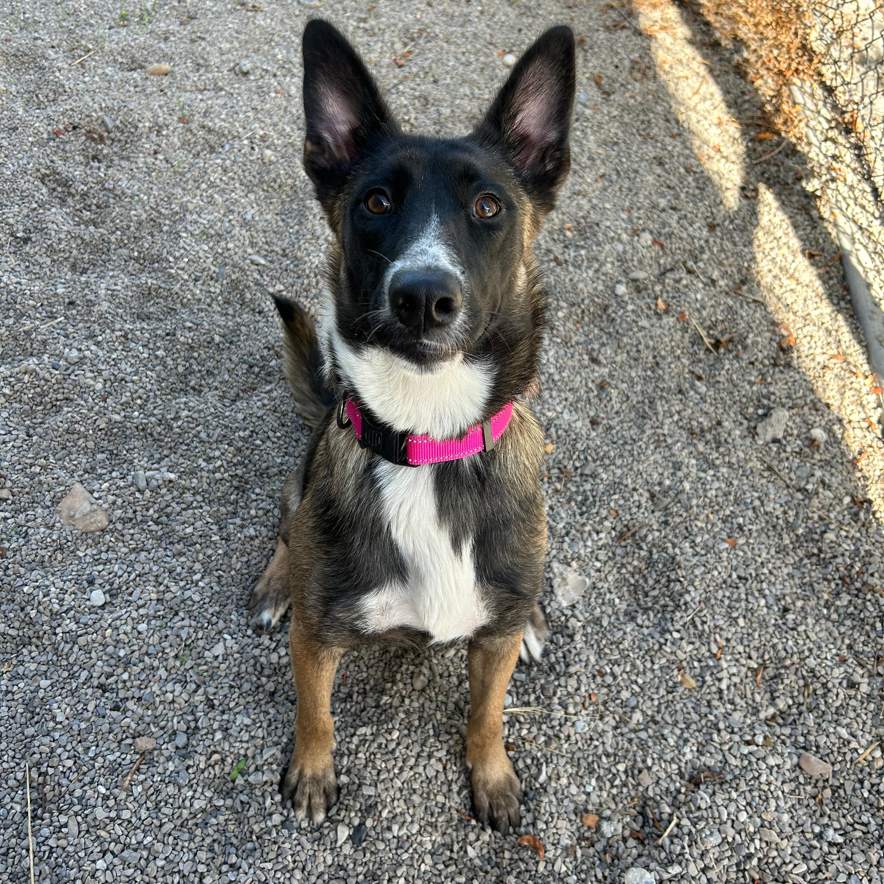 Enlarge Dolly, a Adoptable mixed breed in Lindon, UT image 5/5