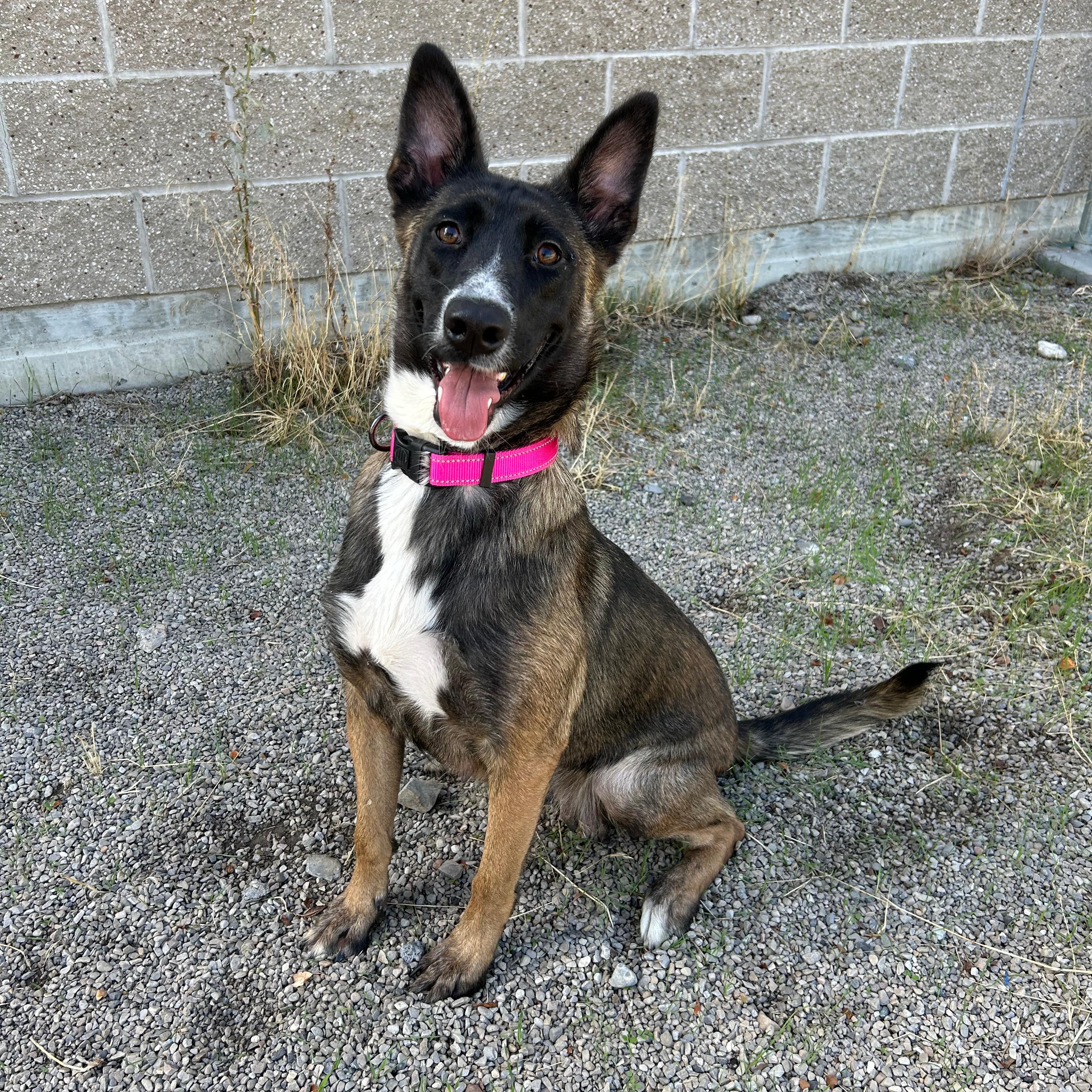 Enlarge Dolly, a Adoptable mixed breed in Lindon, UT image 2/5