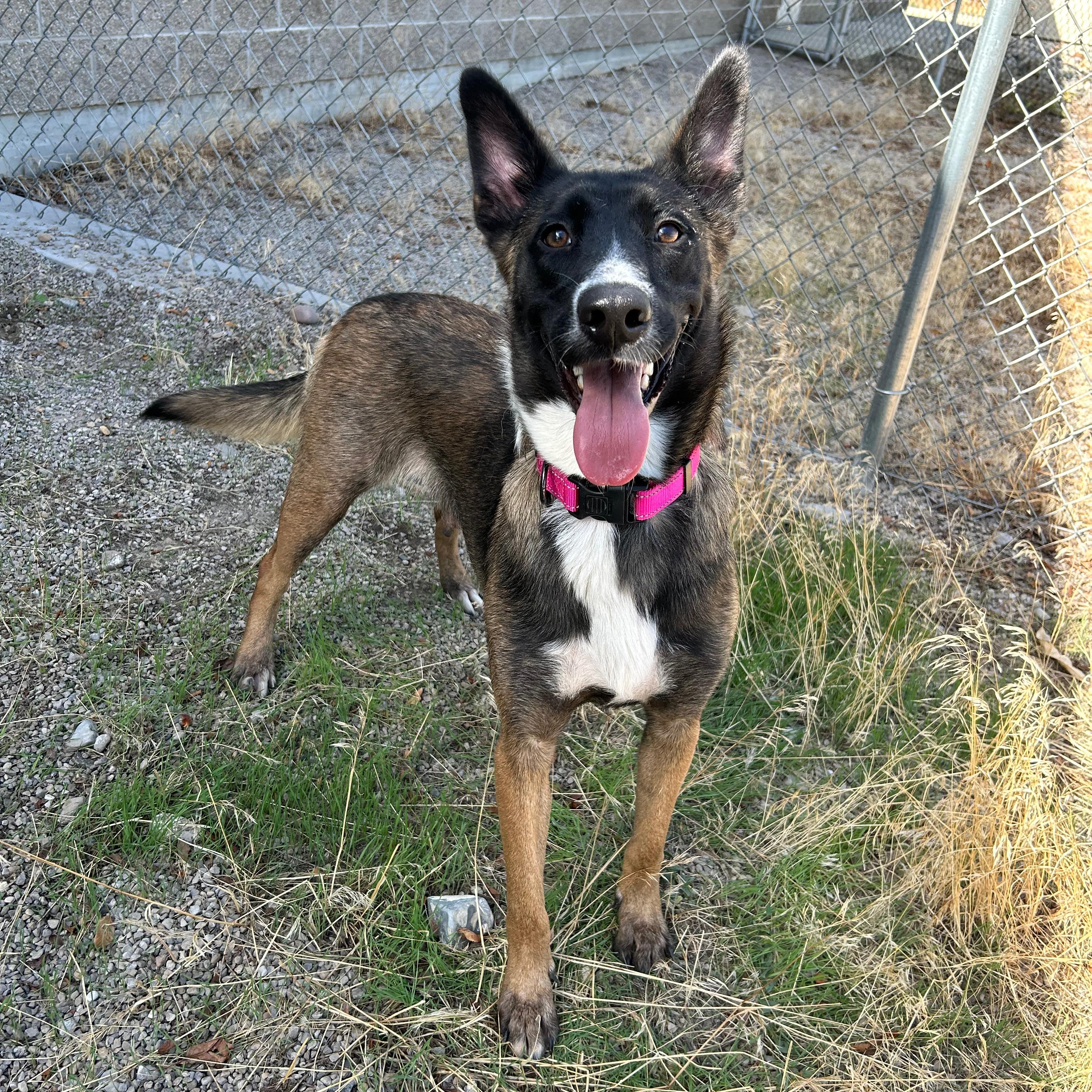 Enlarge Dolly, a Adoptable mixed breed in Lindon, UT image 1/5