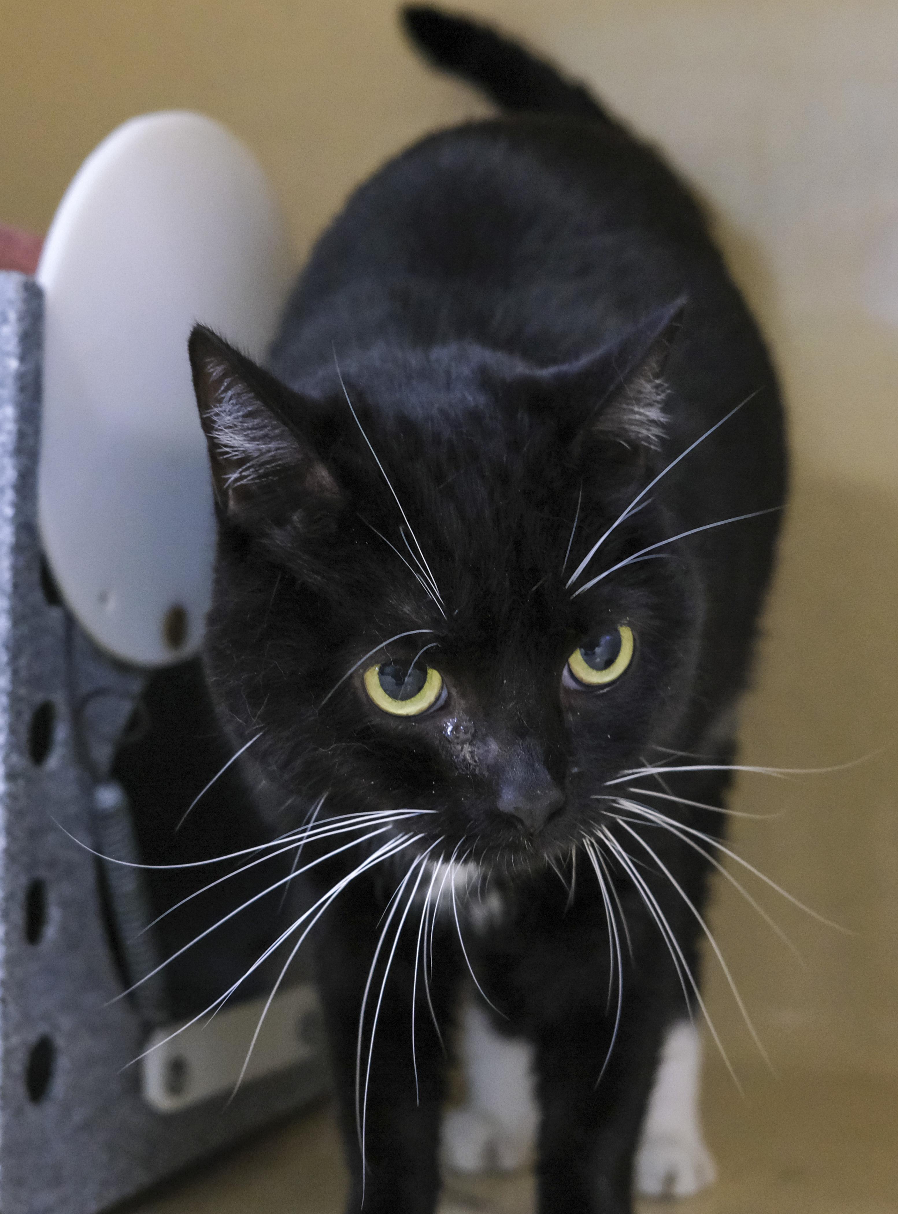 Enlarge Gabby-A0061629524, a ADOPTABLE mixed breed in Harvey , LA image 1/1