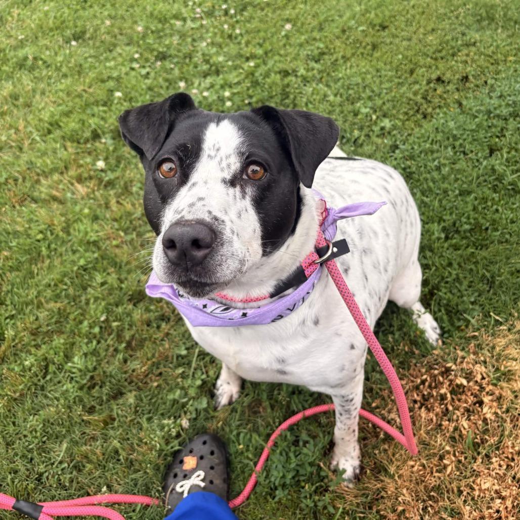 Saddie, Adoptable, Adult Female Cattle Dog & Mixed Breed.