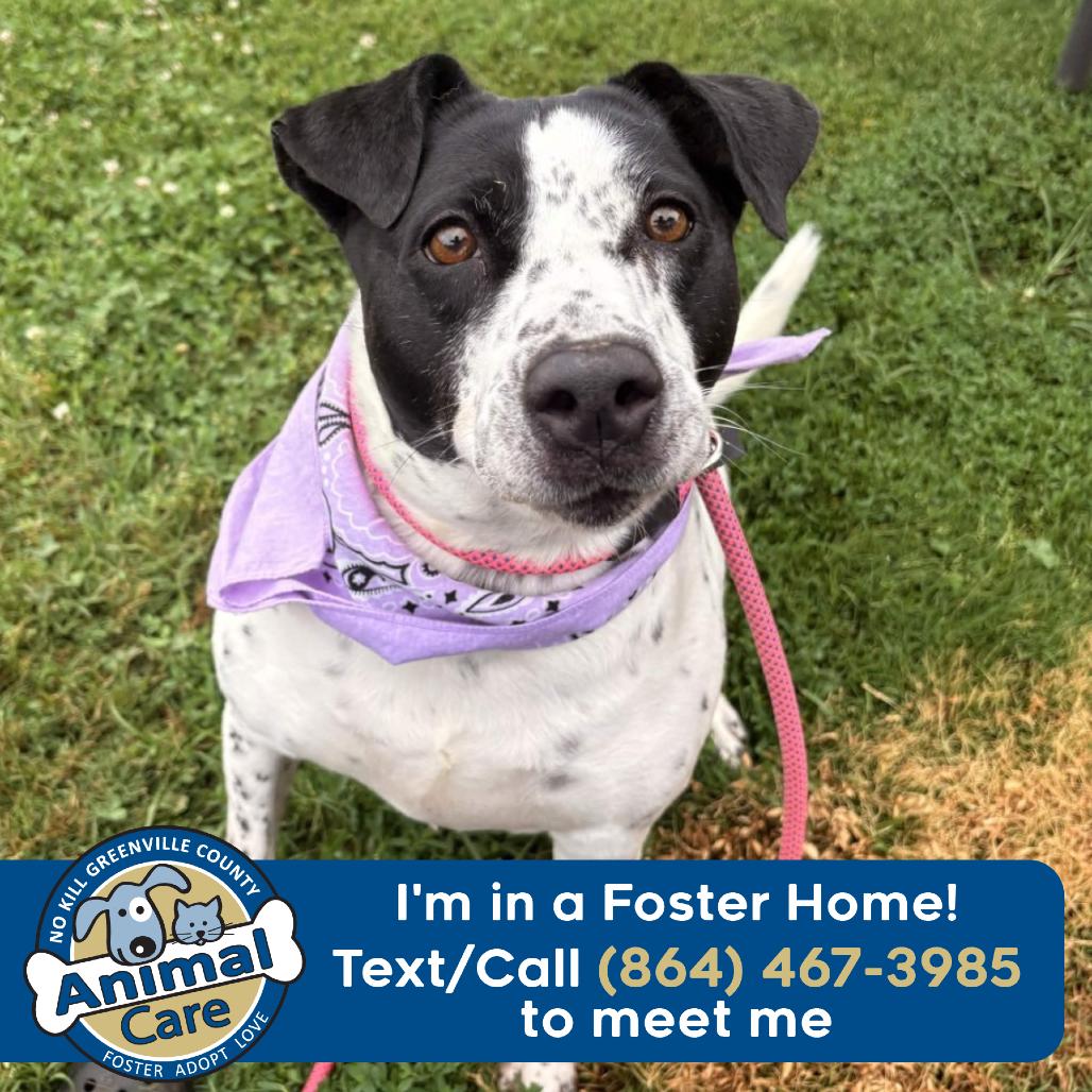 Sadie, a Adoptable mixed breed in Greenville, SC image 2/6