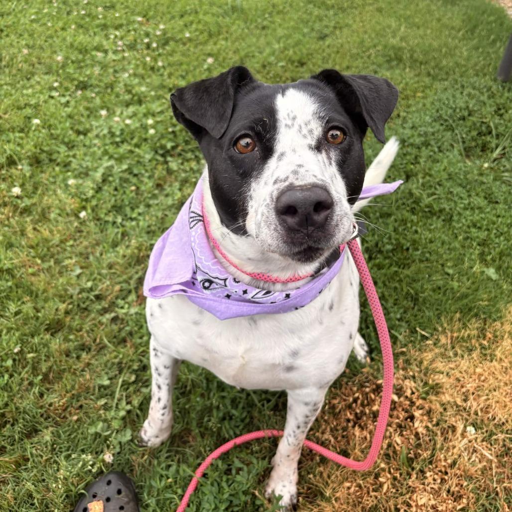 Enlarge Sadie, a Adoptable mixed breed in Greenville, SC image 2/4