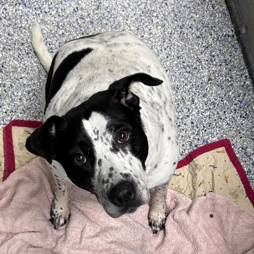 Enlarge Sadie, a Adoptable mixed breed in Greenville, SC image 3/4
