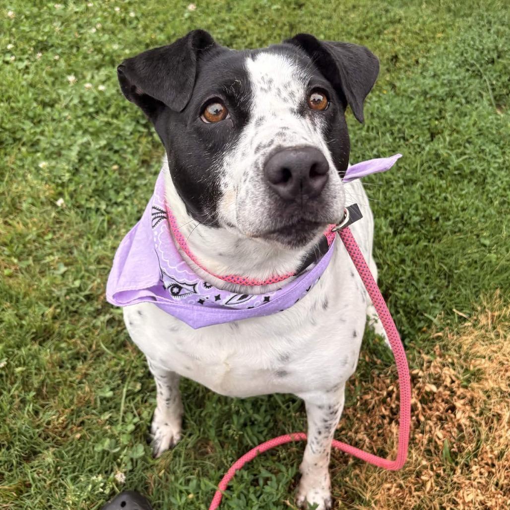 Enlarge Sadie, a Adoptable mixed breed in Greenville, SC image 4/4