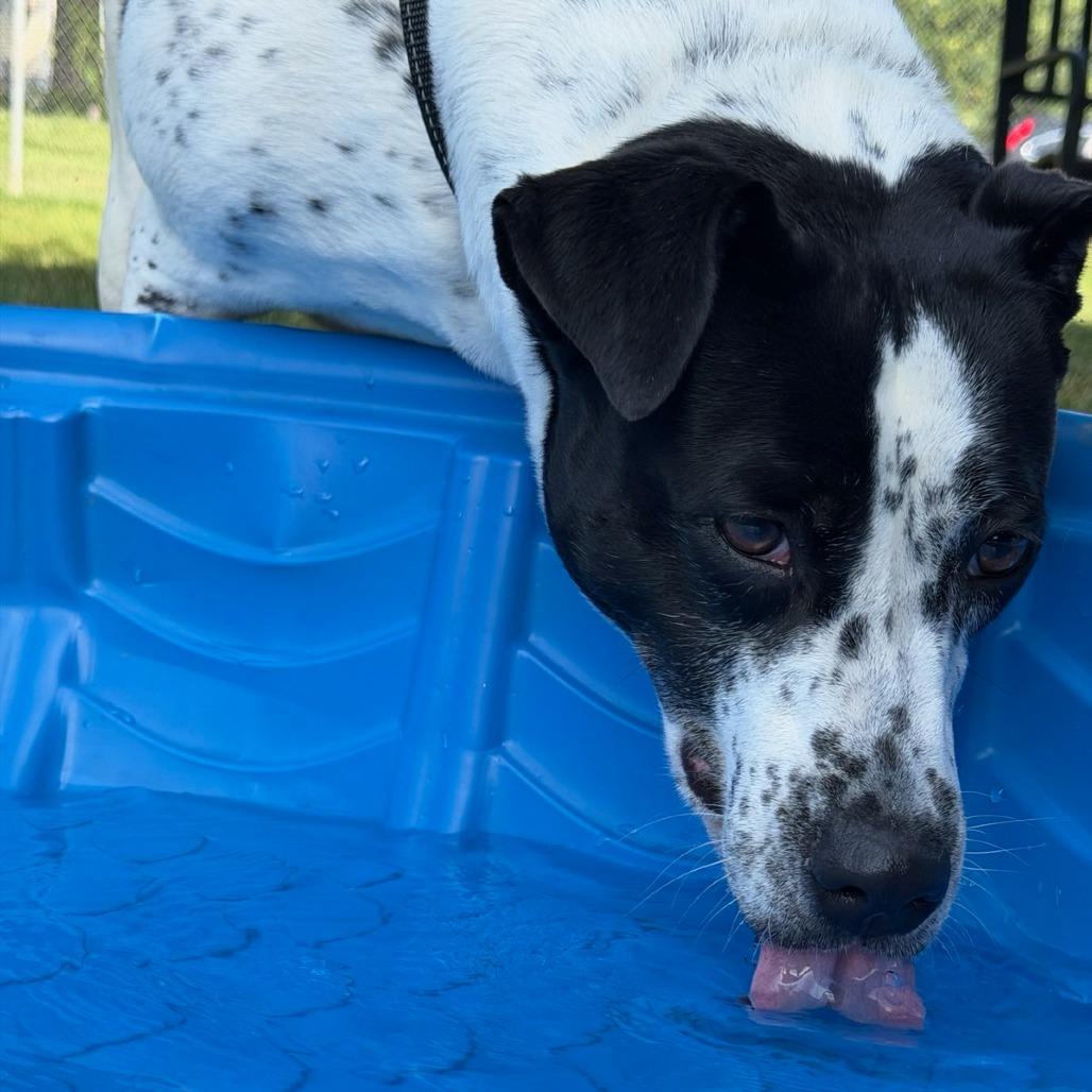 Sadie, a Adoptable mixed breed in Greenville, SC image 6/6