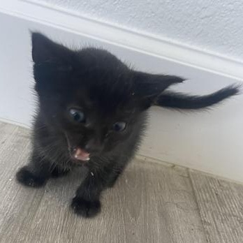 Oz