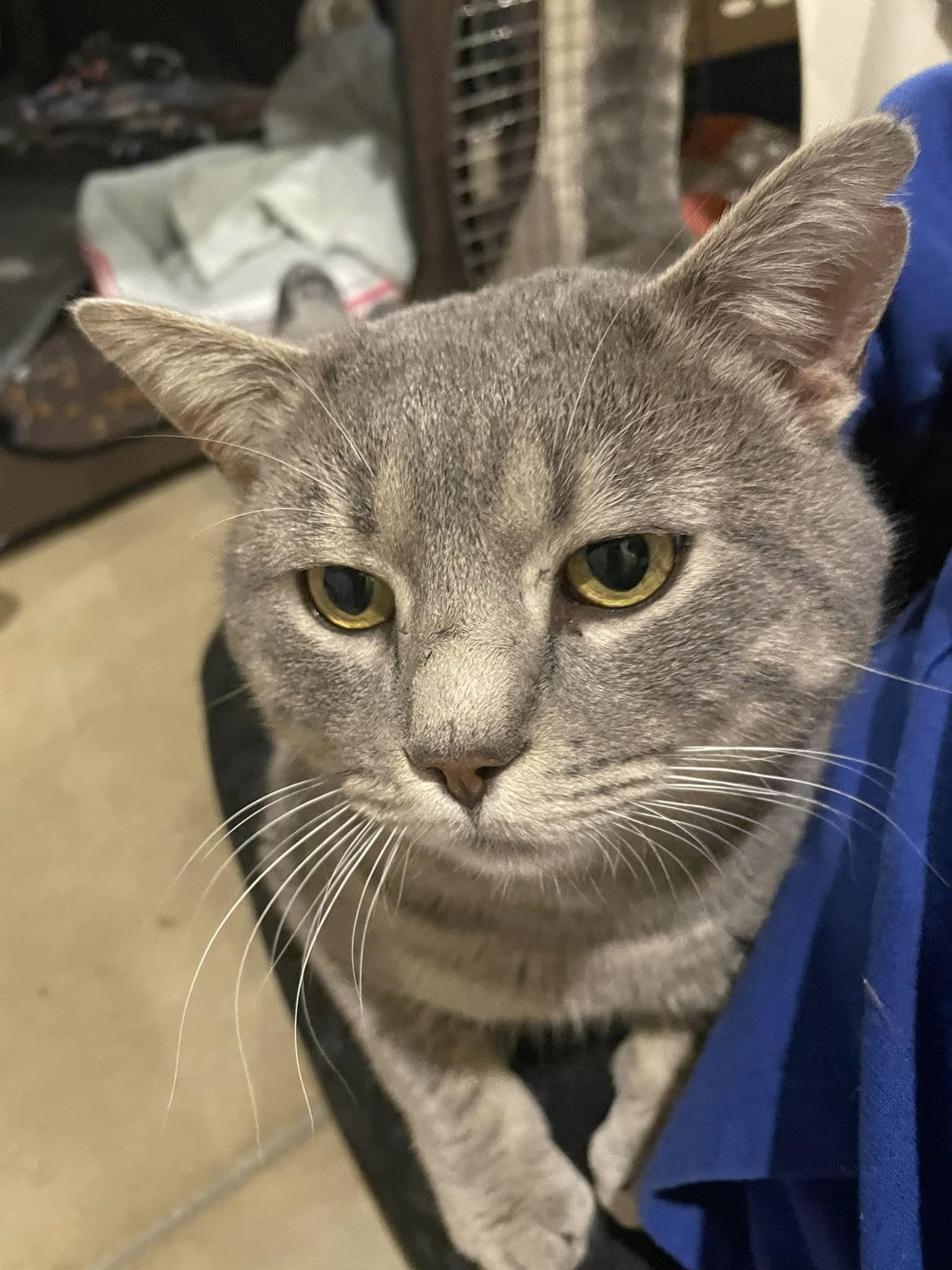 Shadow (FIV+, no active symptoms)