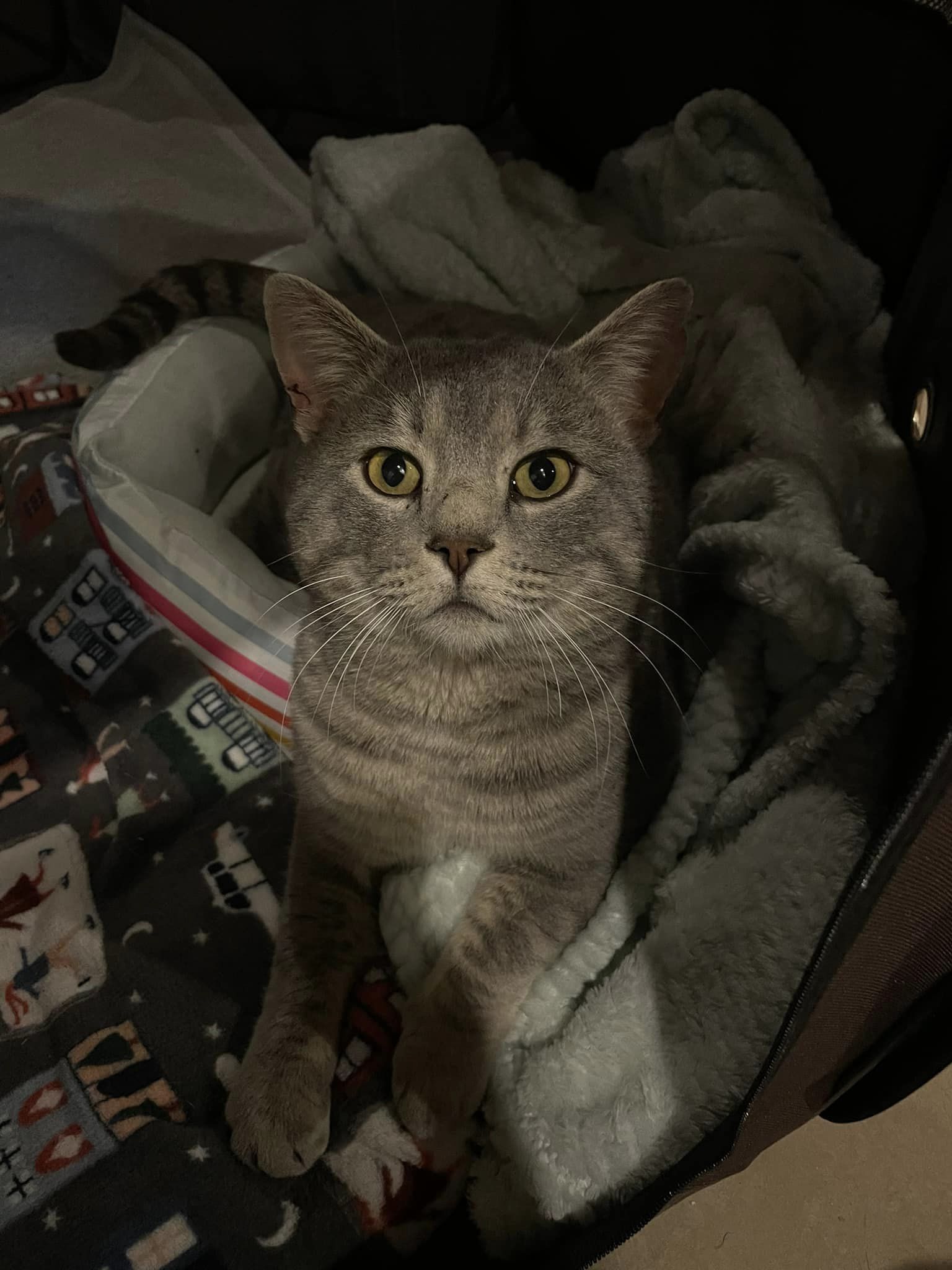 Shadow (FIV+, no active symptoms), a Adoptable Domestic Short Hair in Heath, OH image 2/6