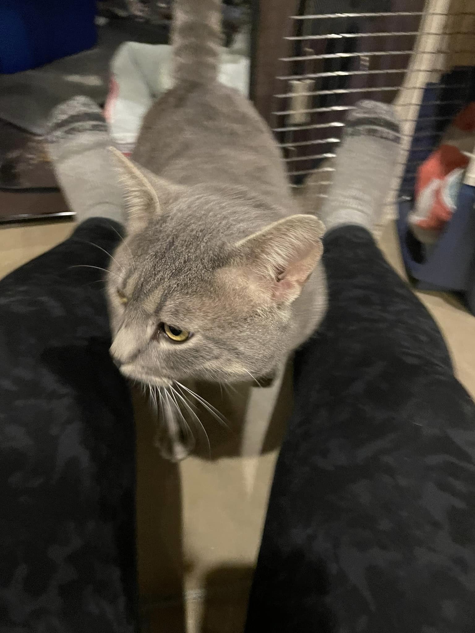 Shadow (FIV+, no active symptoms)