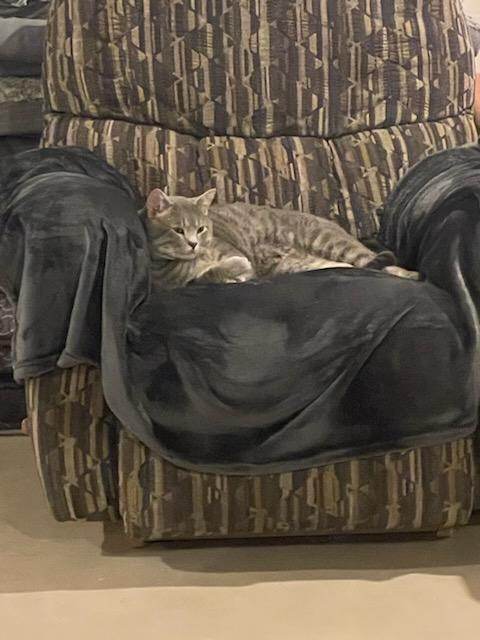 Shadow (FIV+, no active symptoms)