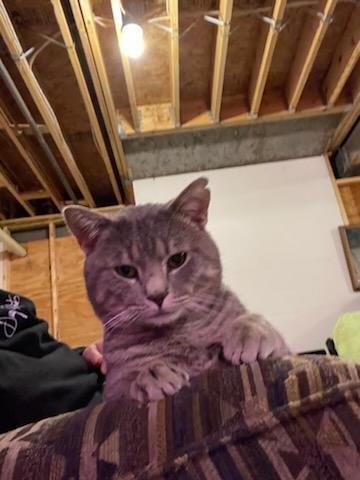 Shadow (FIV+, no active symptoms), a Adoptable Domestic Short Hair in Heath, OH image 6/6