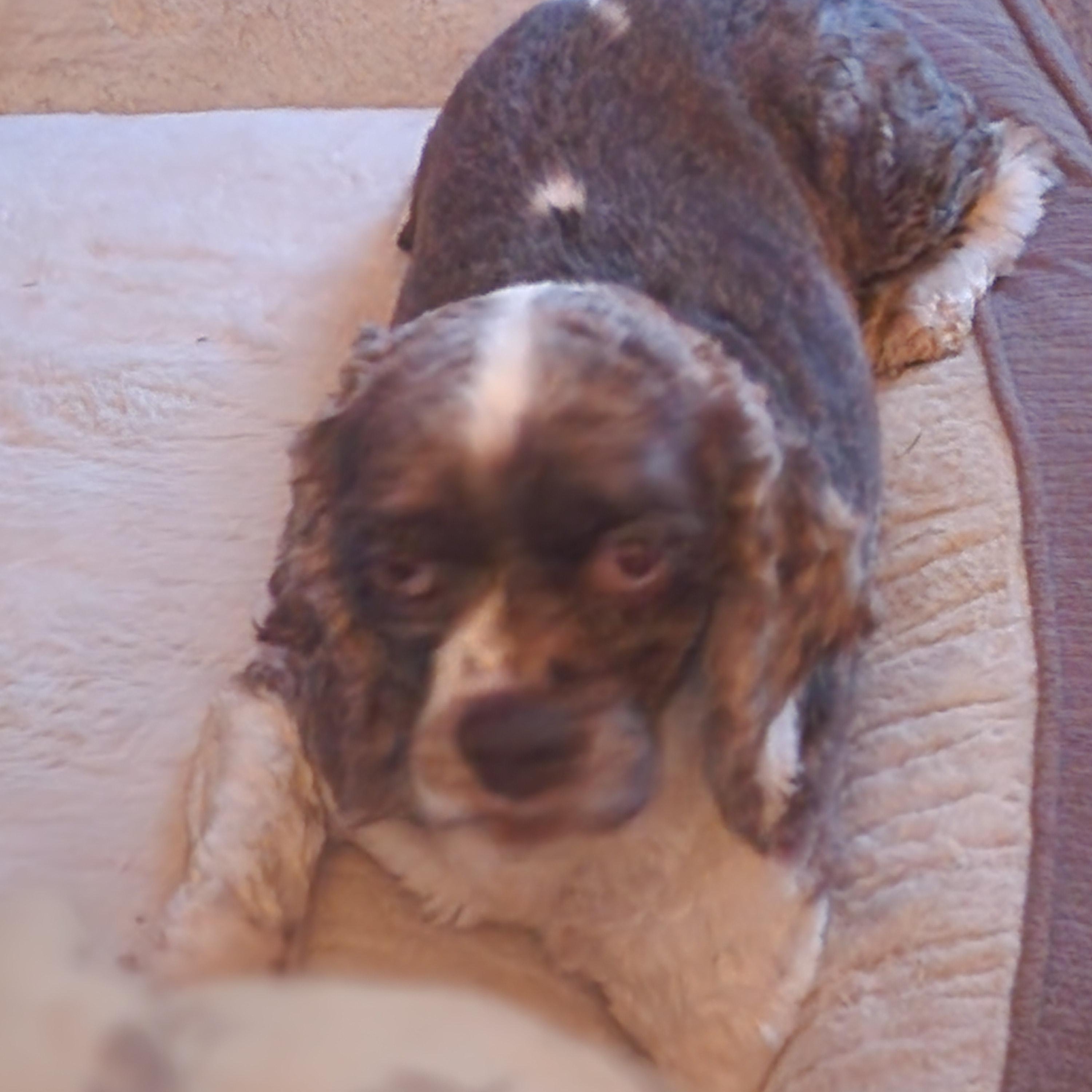 Enlarge Sparkle, a Adoptable Cocker Spaniel in EAST LEROY, MI image 2/5