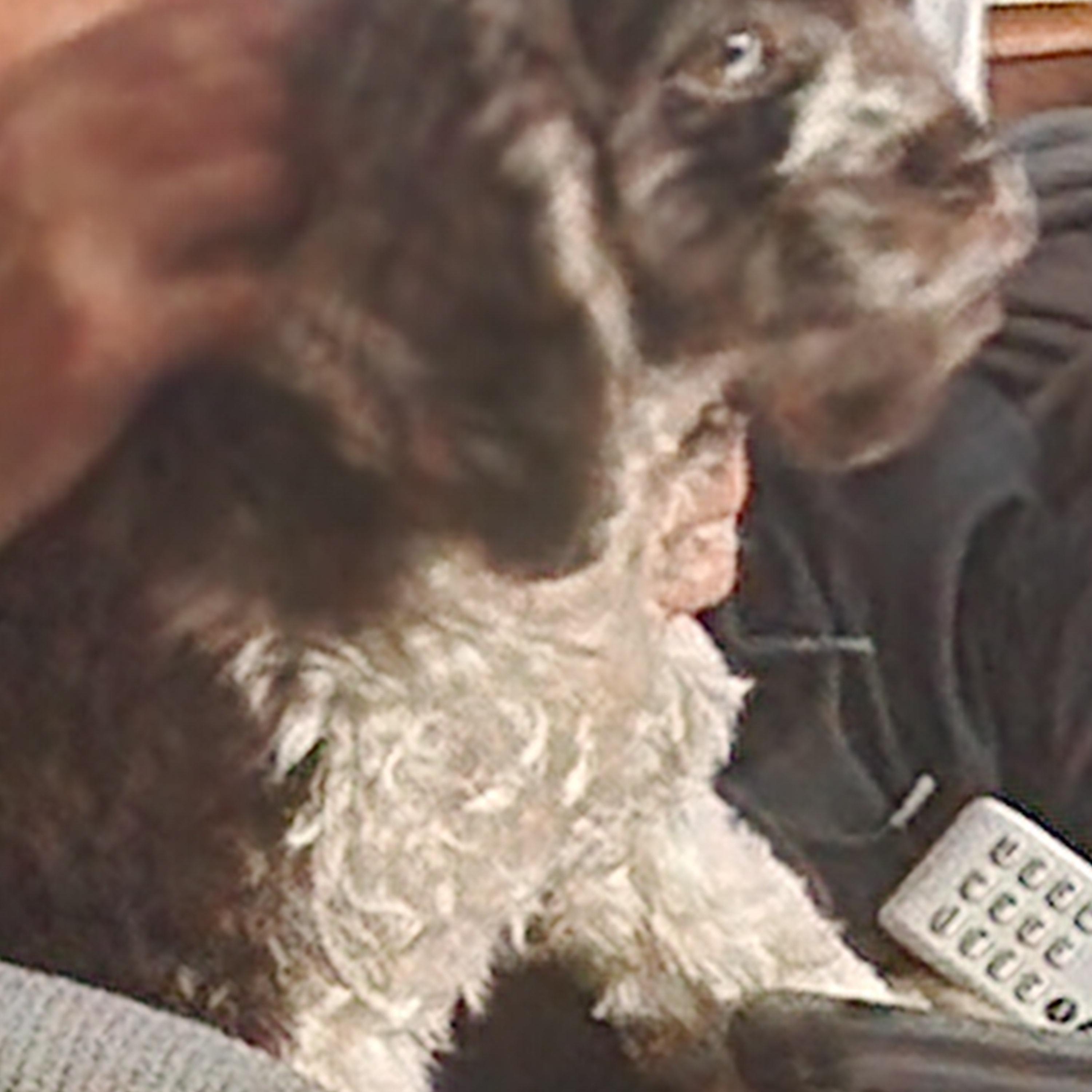 Enlarge Sparkle, a Adoptable Cocker Spaniel in EAST LEROY, MI image 5/5