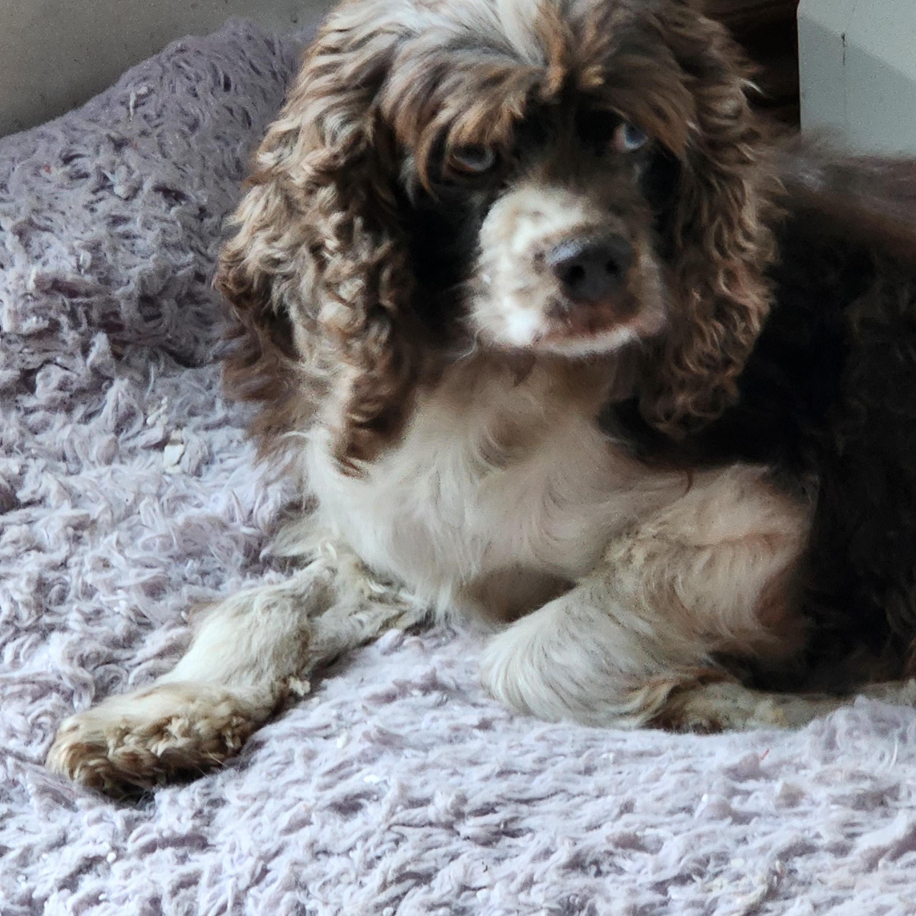 Enlarge Sparkle, a Adoptable Cocker Spaniel in EAST LEROY, MI image 3/4