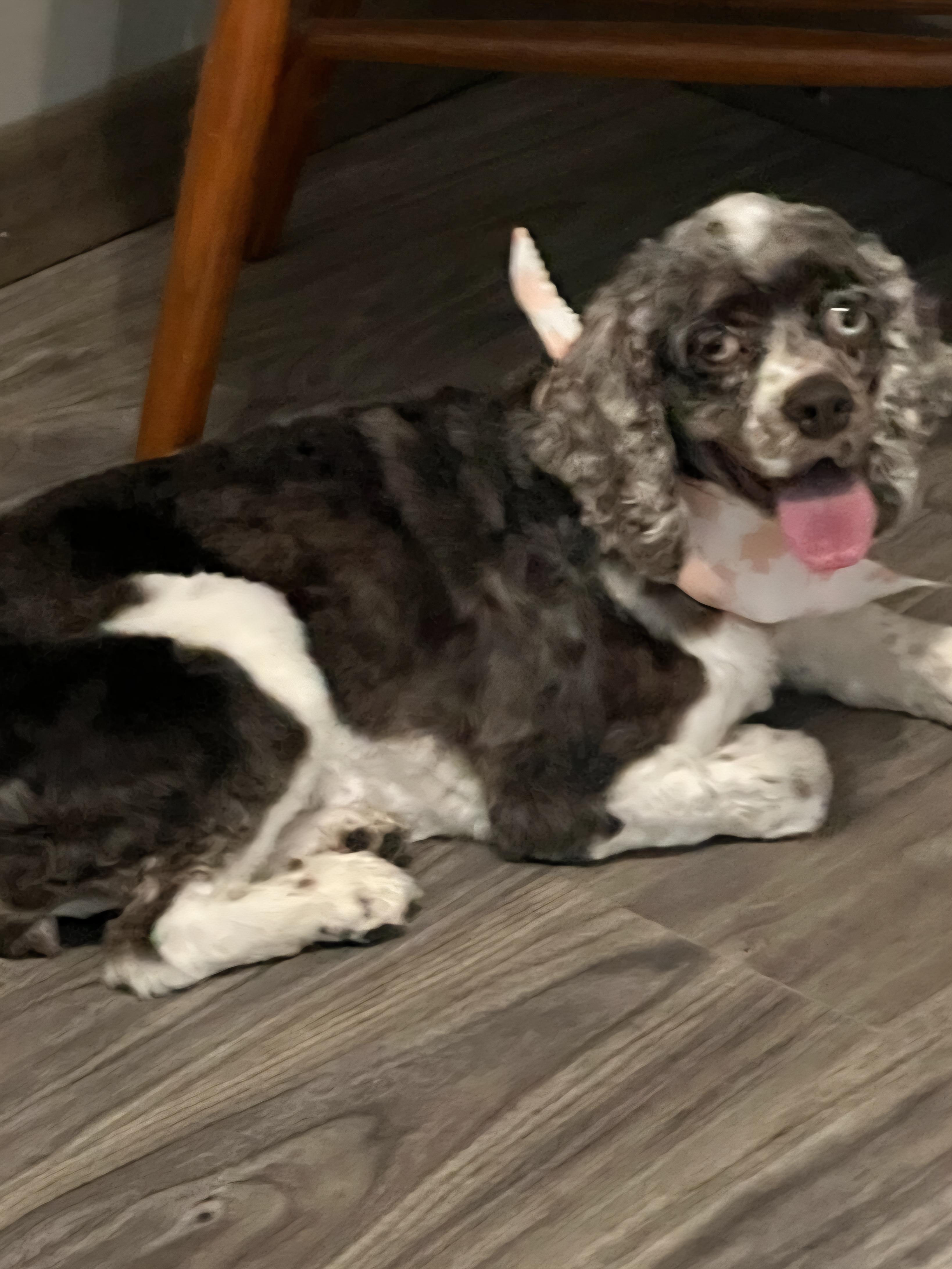Sparkle, Adoptable, Adult Female Cocker Spaniel.