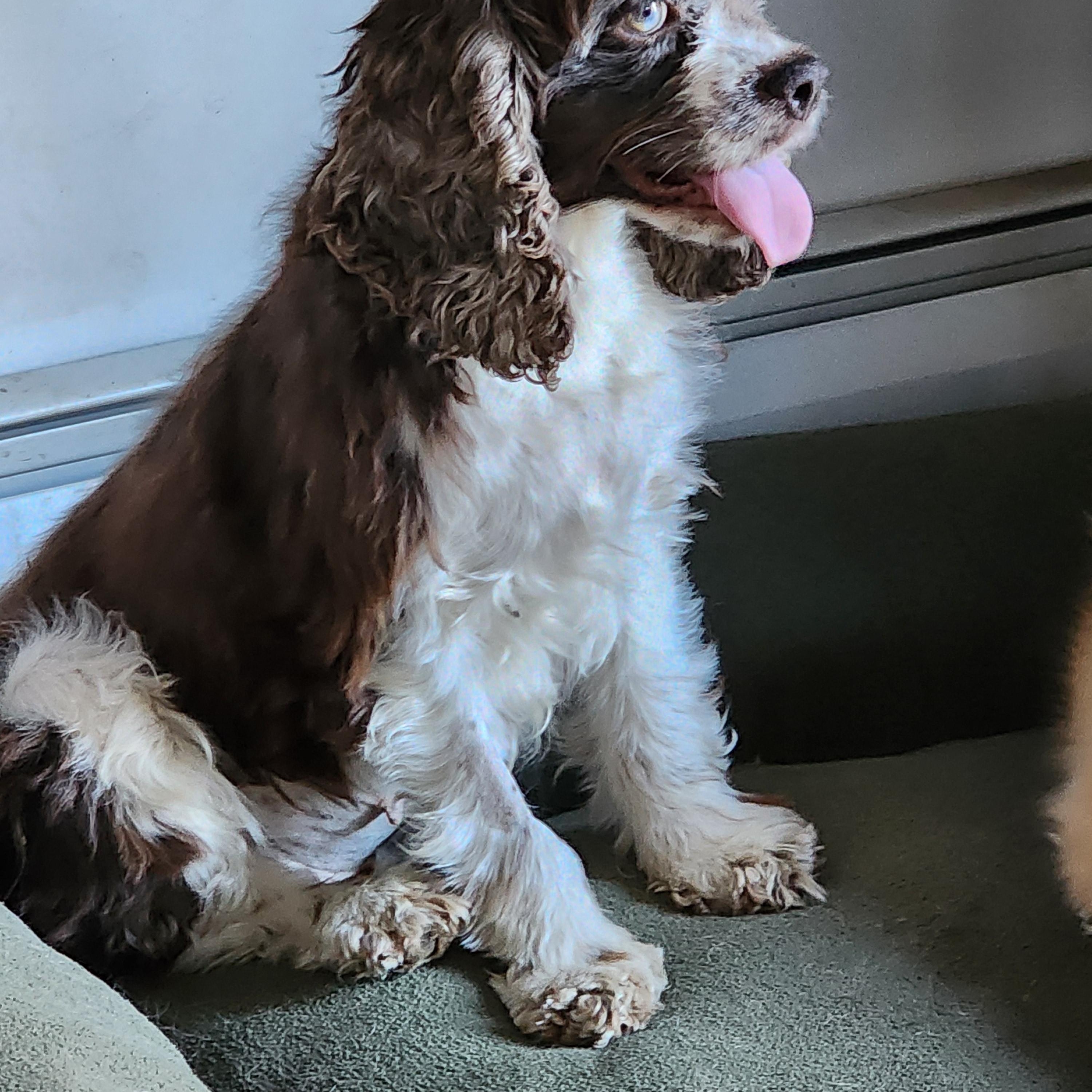 Enlarge Sparkle, a Adoptable Cocker Spaniel in EAST LEROY, MI image 4/4