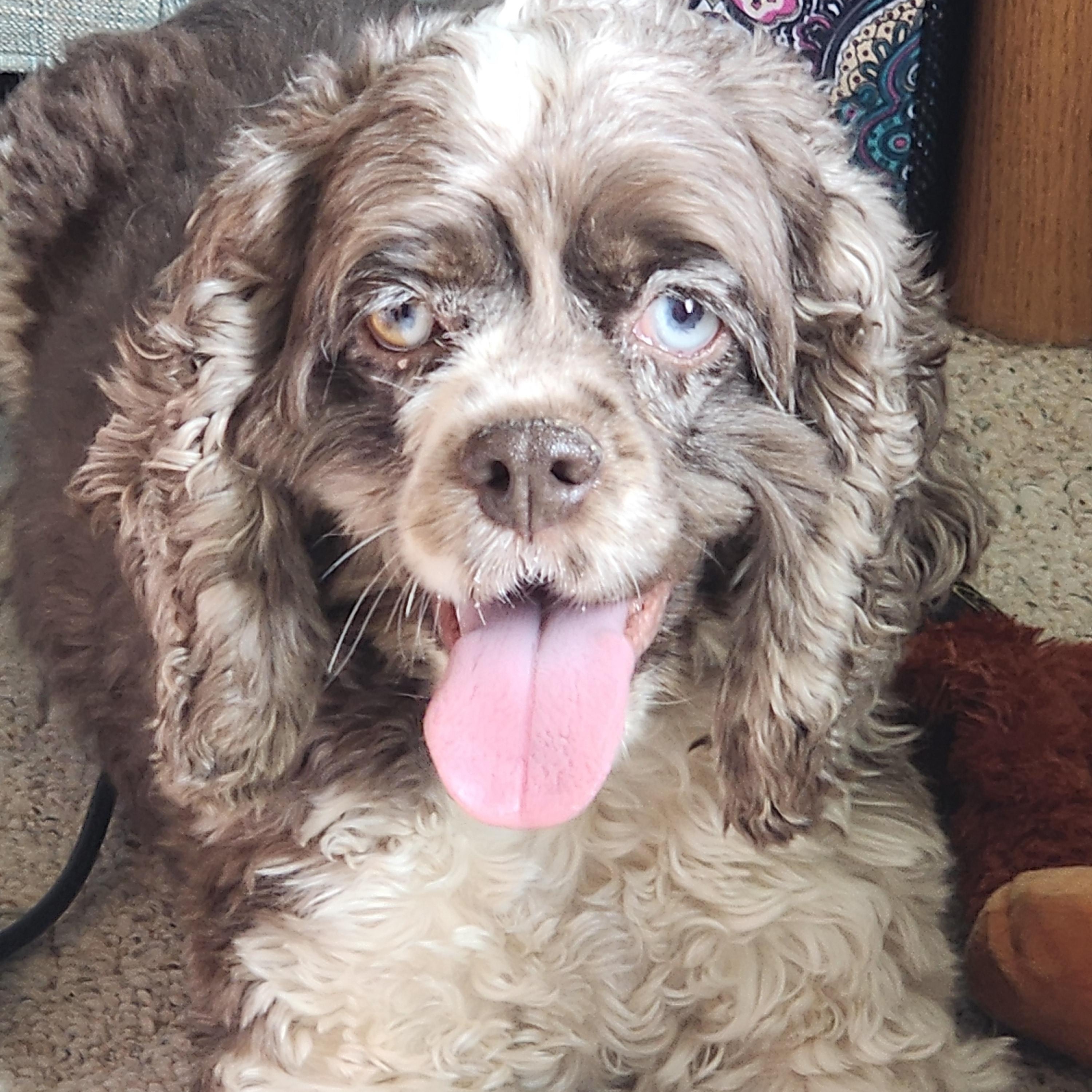 Enlarge Sparkle, a Adoptable Cocker Spaniel in EAST LEROY, MI image 1/5