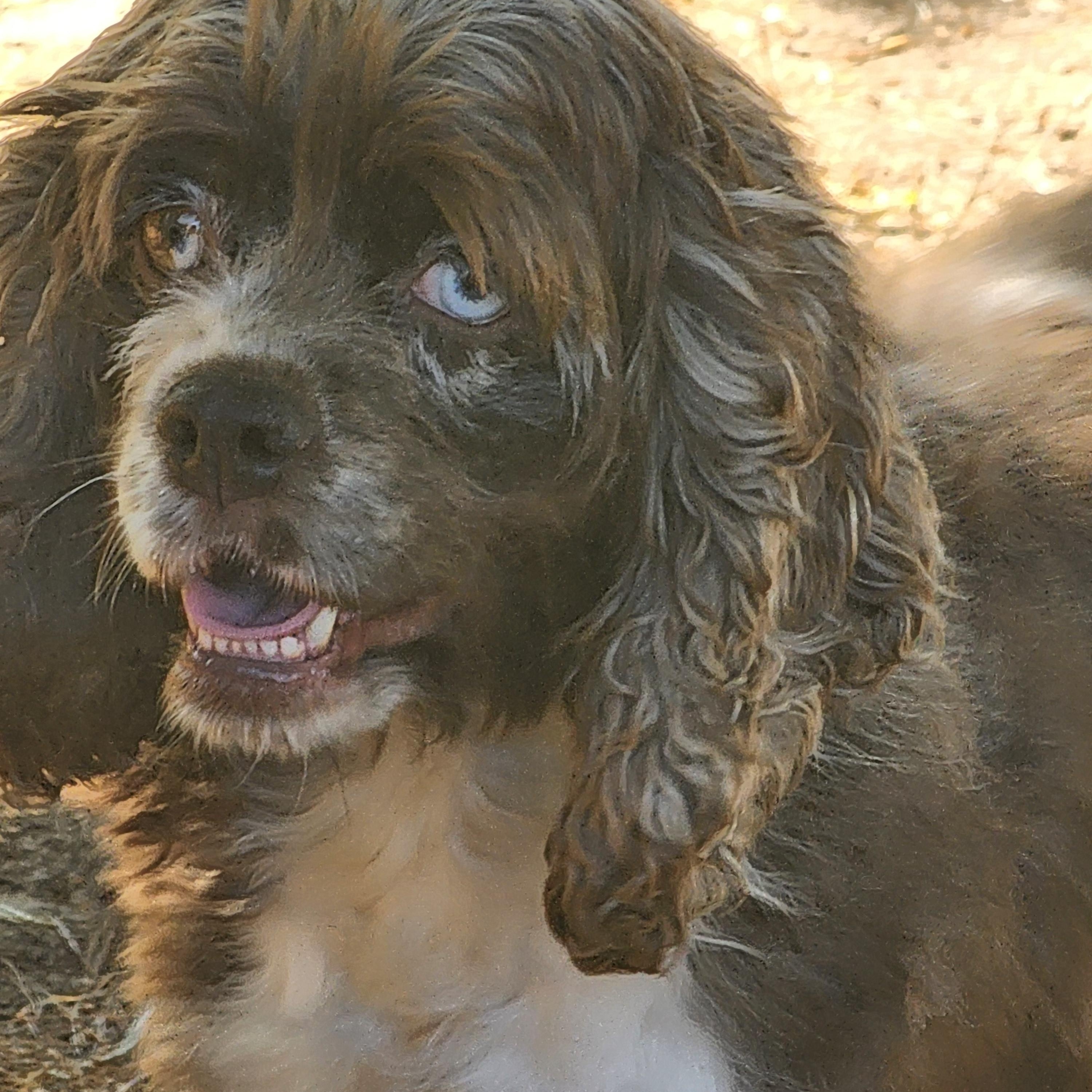 Enlarge Sparkle, a Adoptable Cocker Spaniel in EAST LEROY, MI image 2/4