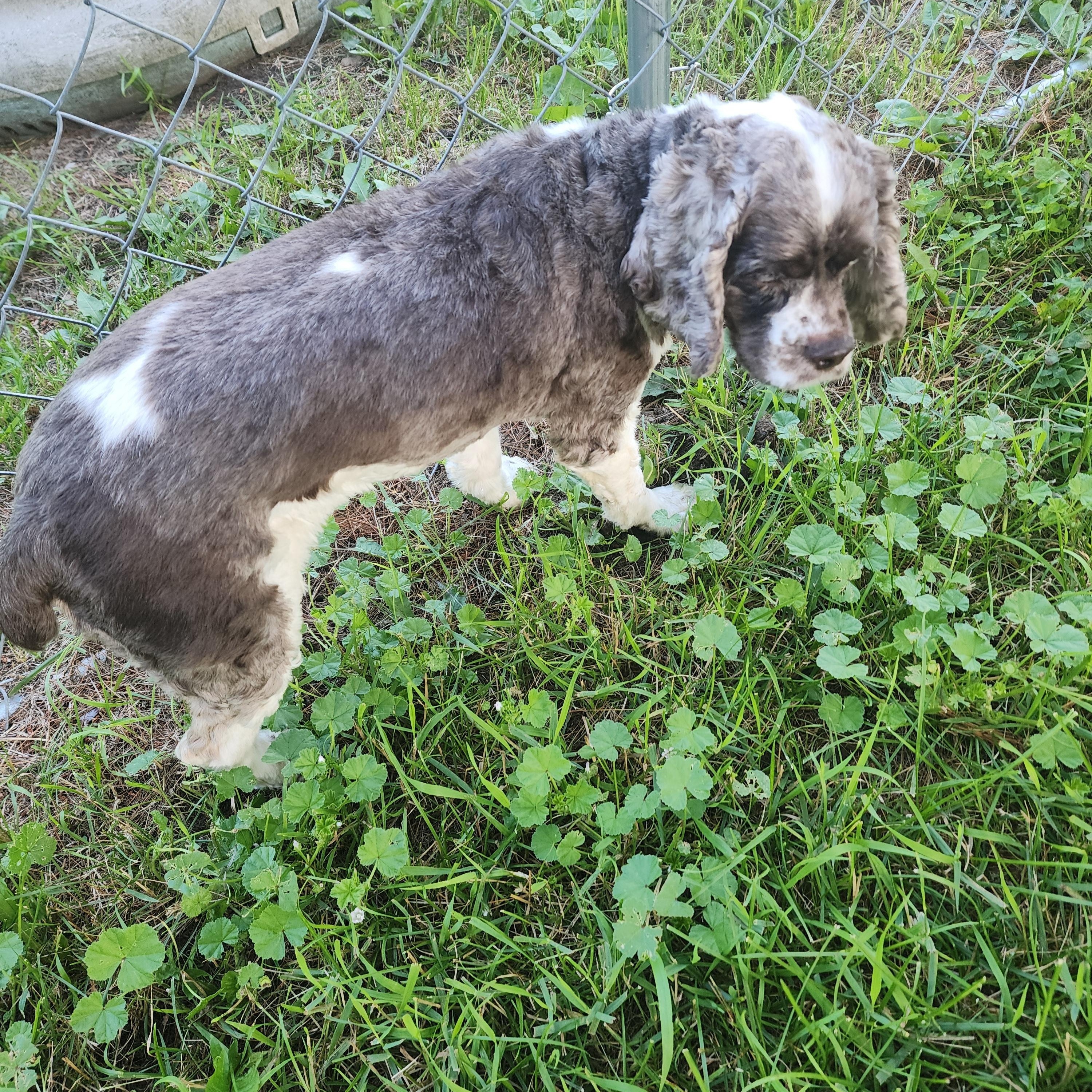Enlarge Sparkle, a Adoptable Cocker Spaniel in EAST LEROY, MI image 4/5