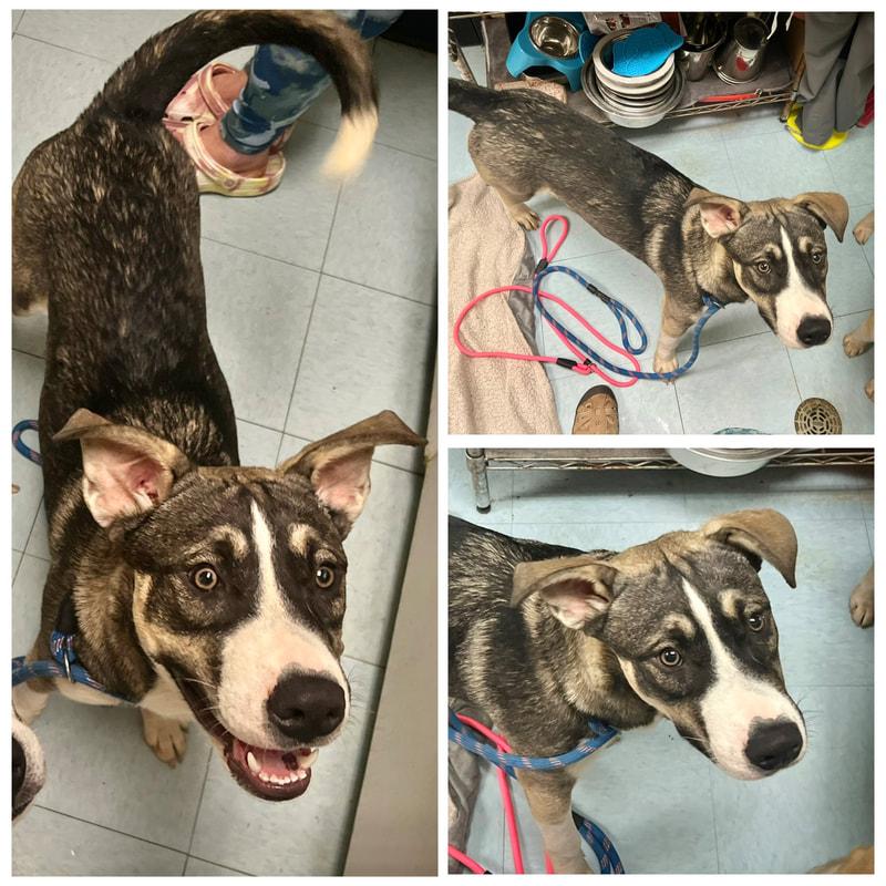 Mack, ADOPTABLE, Young Male Siberian Husky.