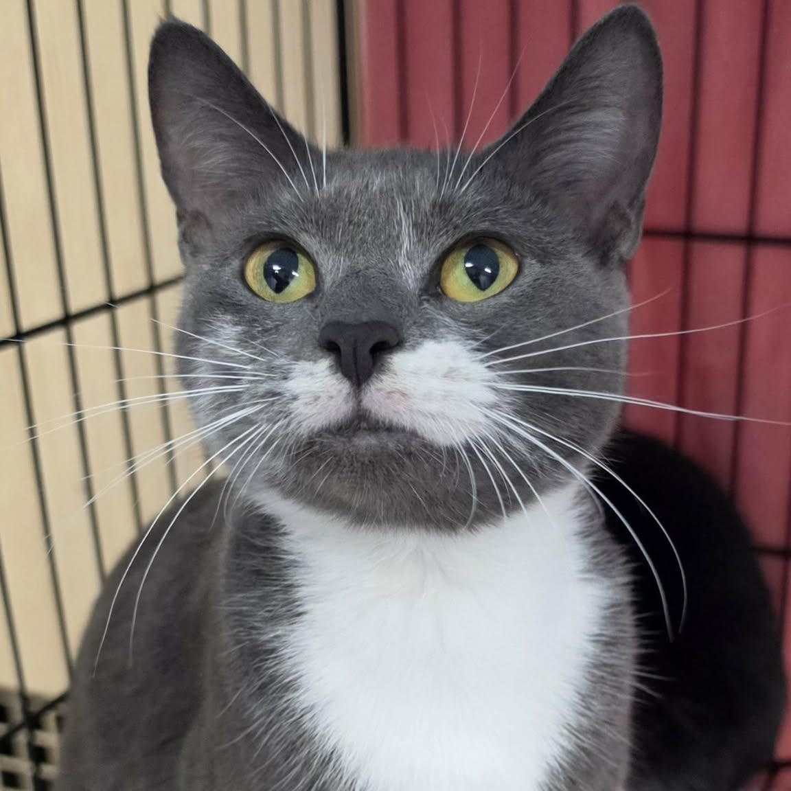 Nutmeg, Pretty Grey Girl, Adoptable, Young Female Domestic Short Hair.