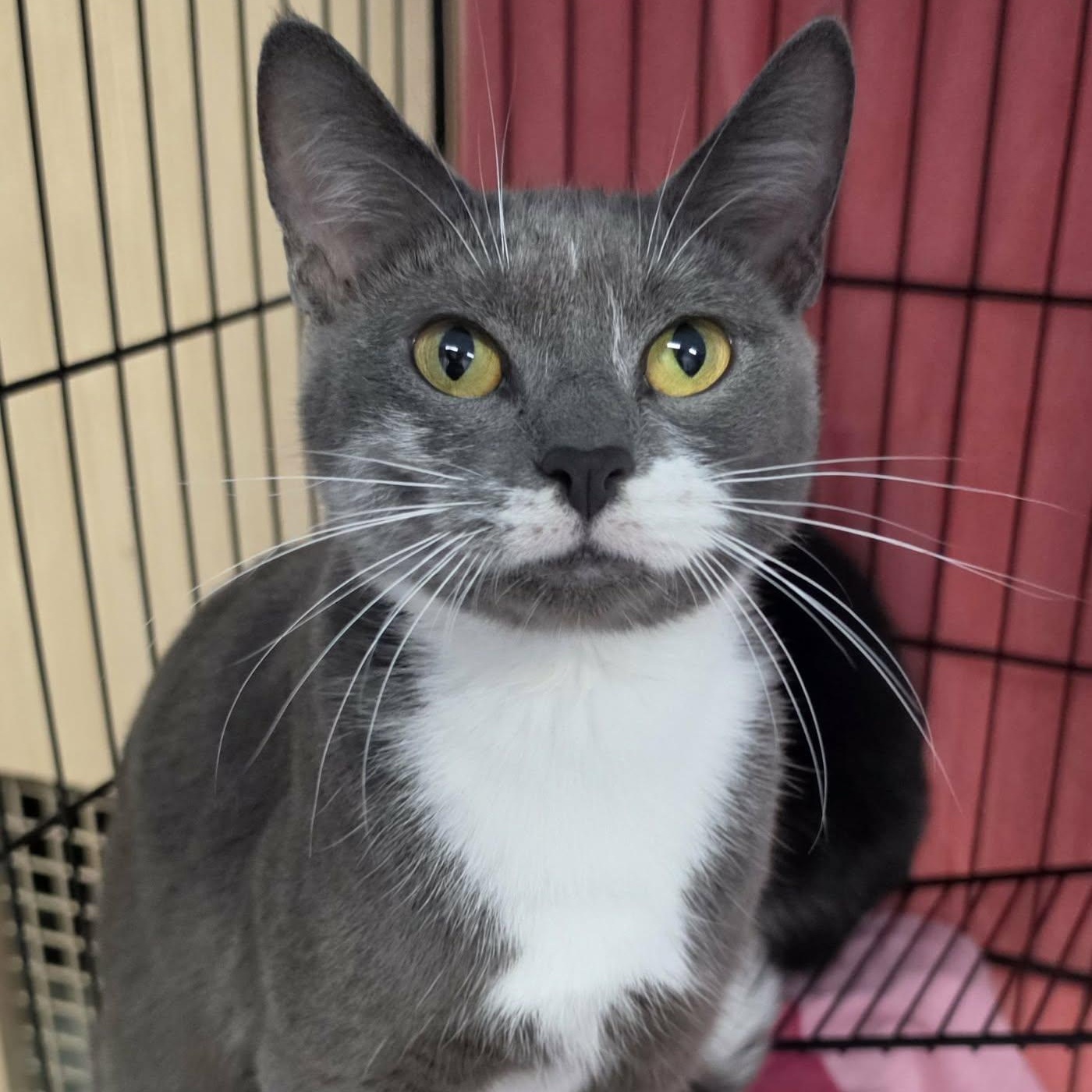 Enlarge Nutmeg, Pretty Grey Girl, a Adoptable Domestic Short Hair in Meriden, CT image 3/6