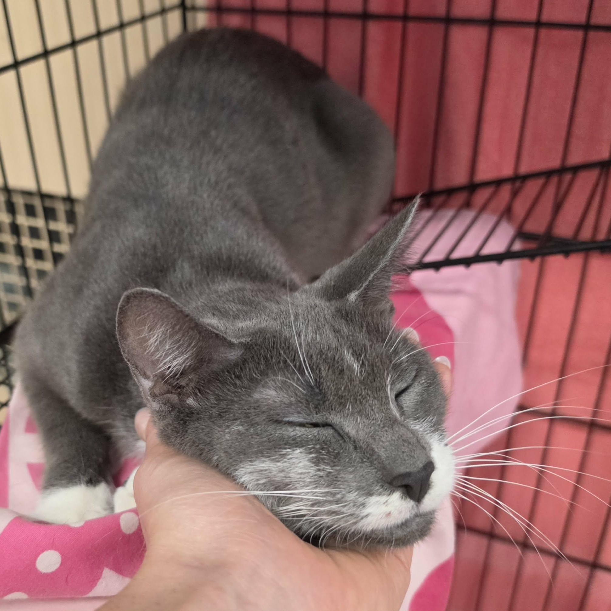 Enlarge Nutmeg, Pretty Grey Girl, a Adoptable Domestic Short Hair in Meriden, CT image 2/6