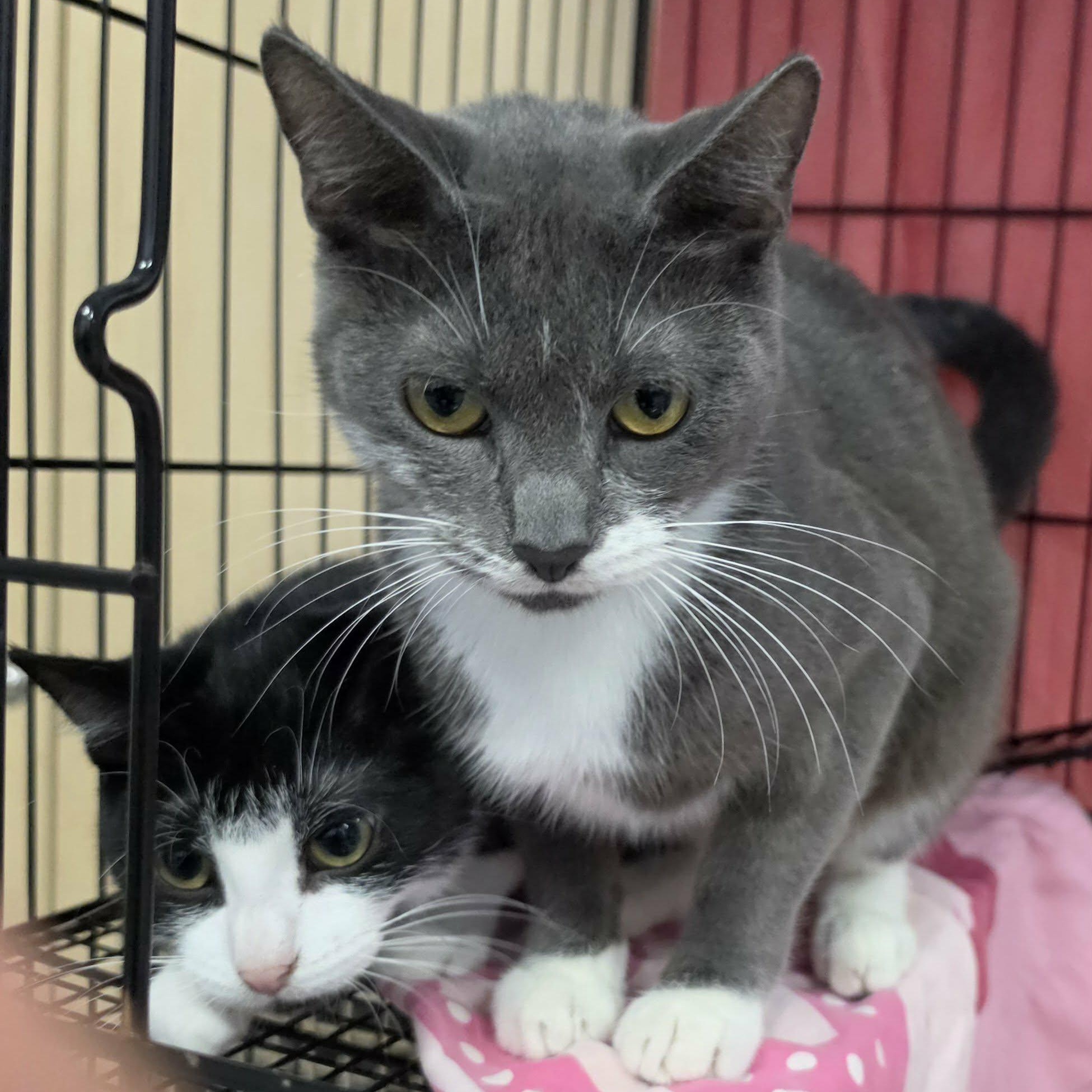 Enlarge Nutmeg, Pretty Grey Girl, a Adoptable Domestic Short Hair in Meriden, CT image 6/6