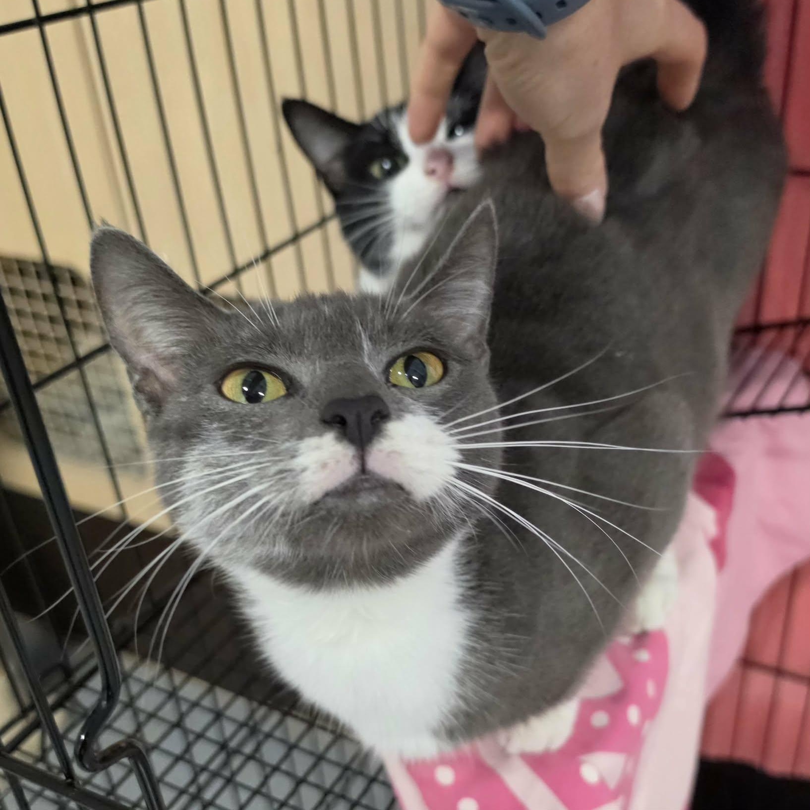 Enlarge Nutmeg, Pretty Grey Girl, a Adoptable Domestic Short Hair in Meriden, CT image 5/6