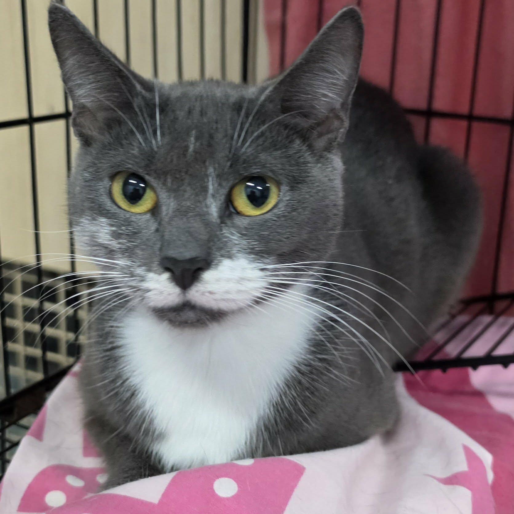 Enlarge Nutmeg, Pretty Grey Girl, a Adoptable Domestic Short Hair in Meriden, CT image 4/6